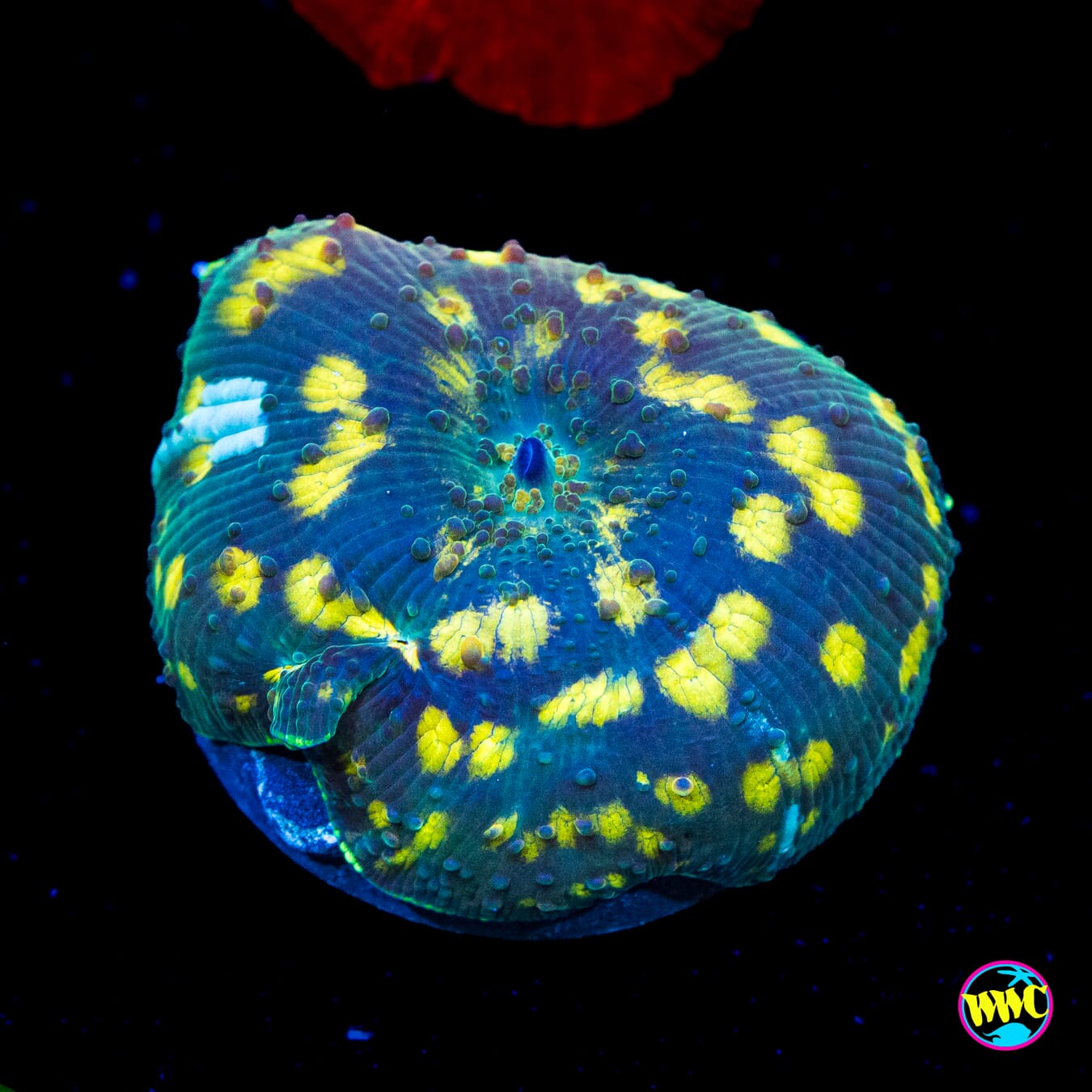 Spotted Iguana Disco Mushroom - Actinic Photo