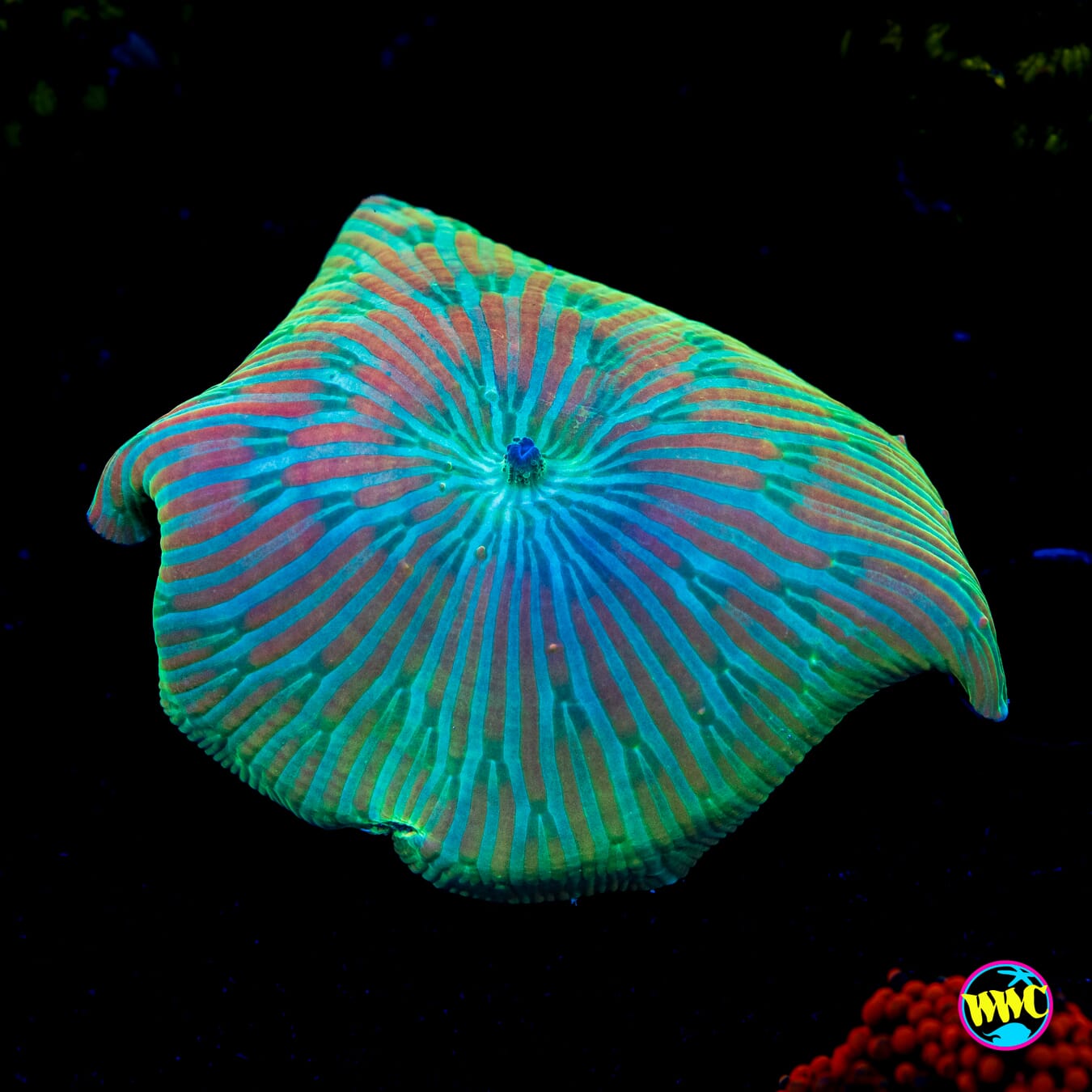 Red Zebra Disco Mushroom - Actinic Photo