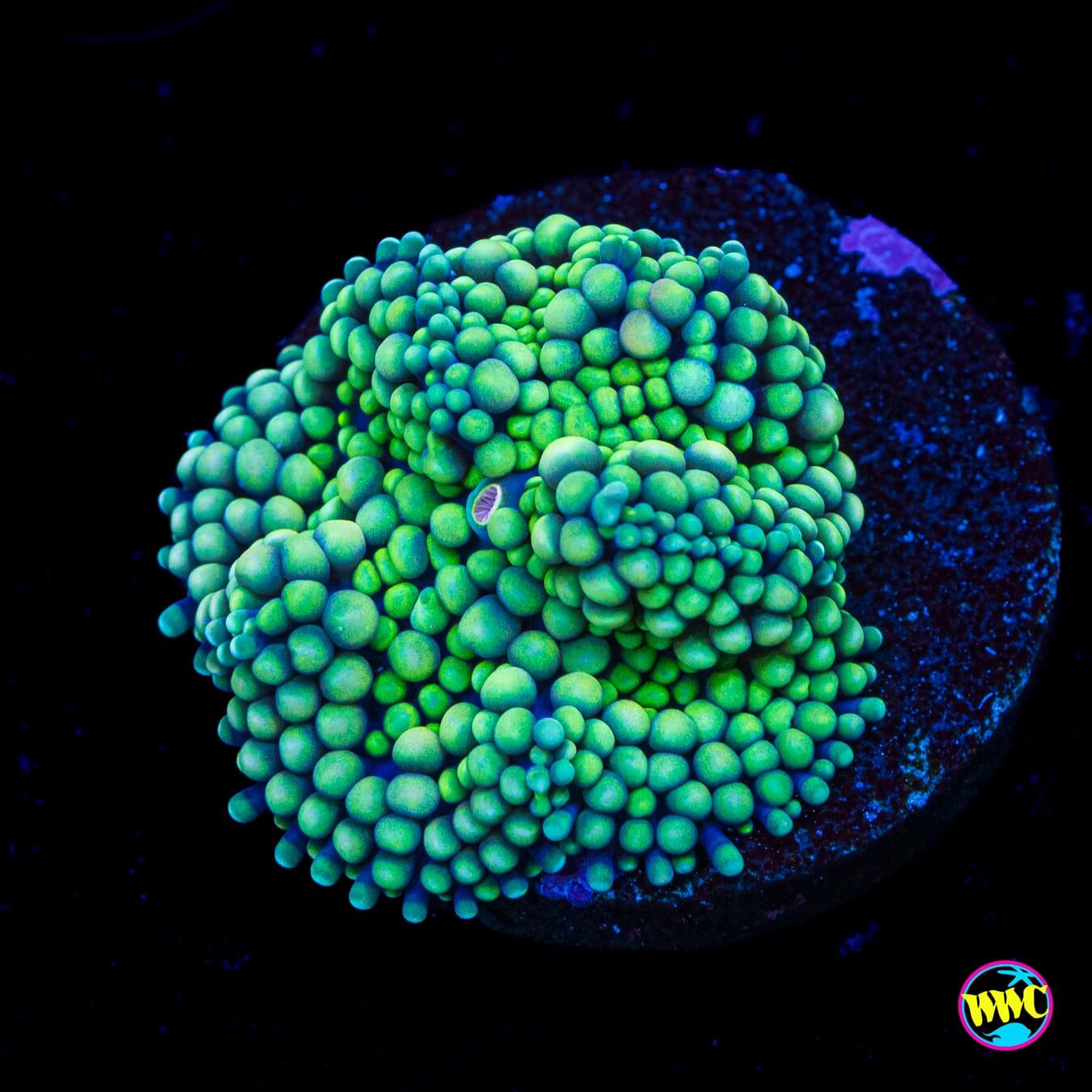 Sour Willy Ricordea Mushroom - Actinic Photo