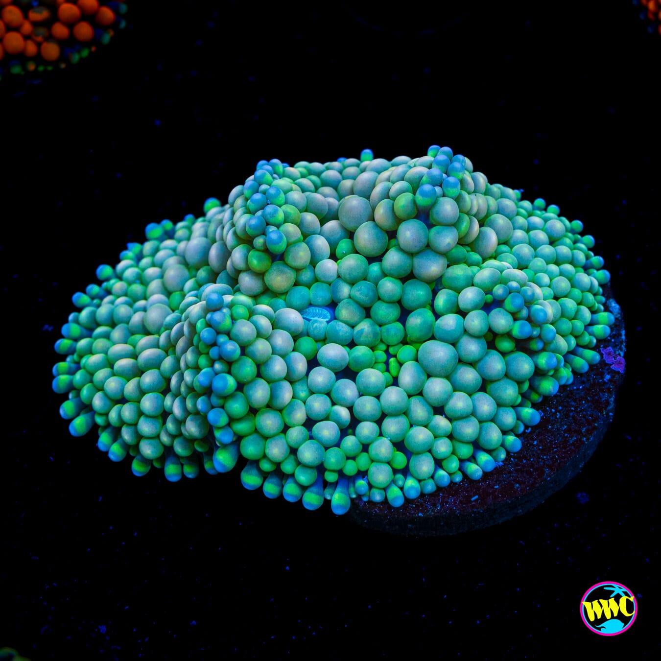 Frosted Willy Ricordea Mushroom - Actinic Photo