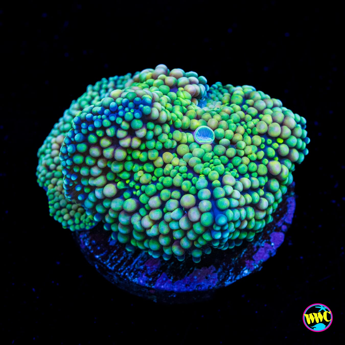 Sour Willy Ricordea Mushroom - Actinic Photo