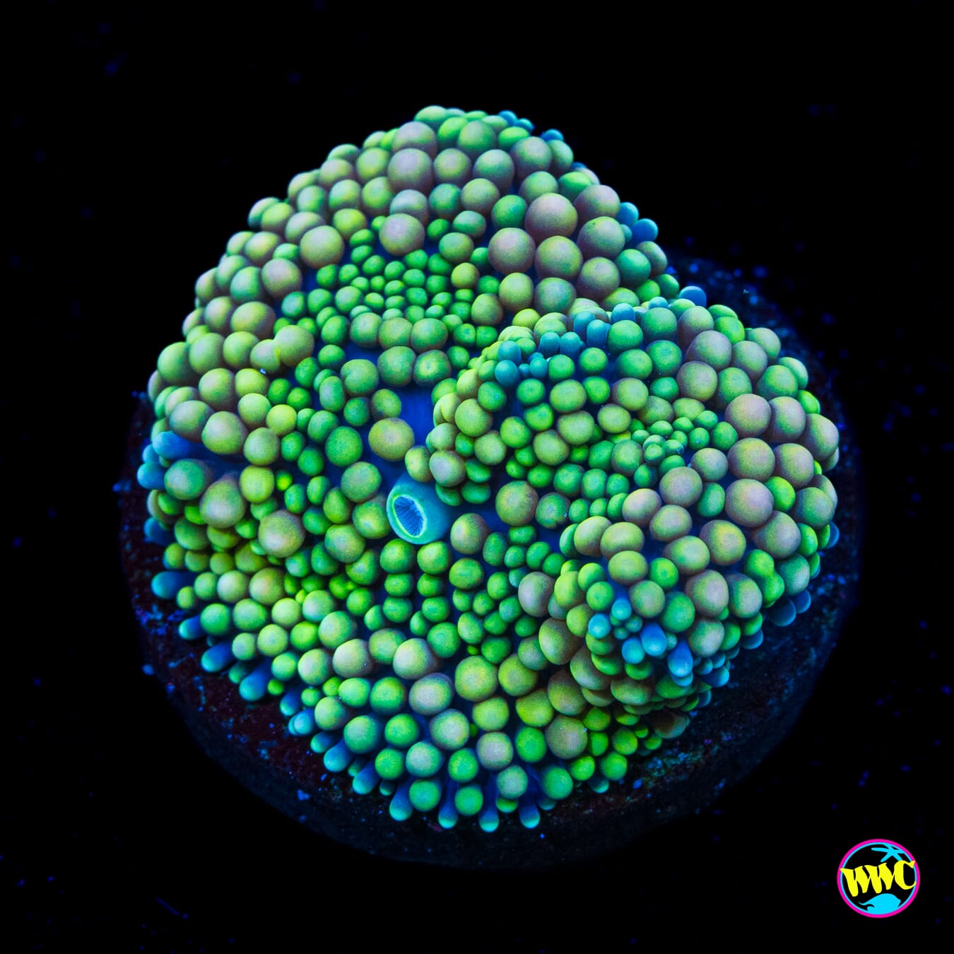 Peachy Green Ricordea Mushroom - Actinic Photo