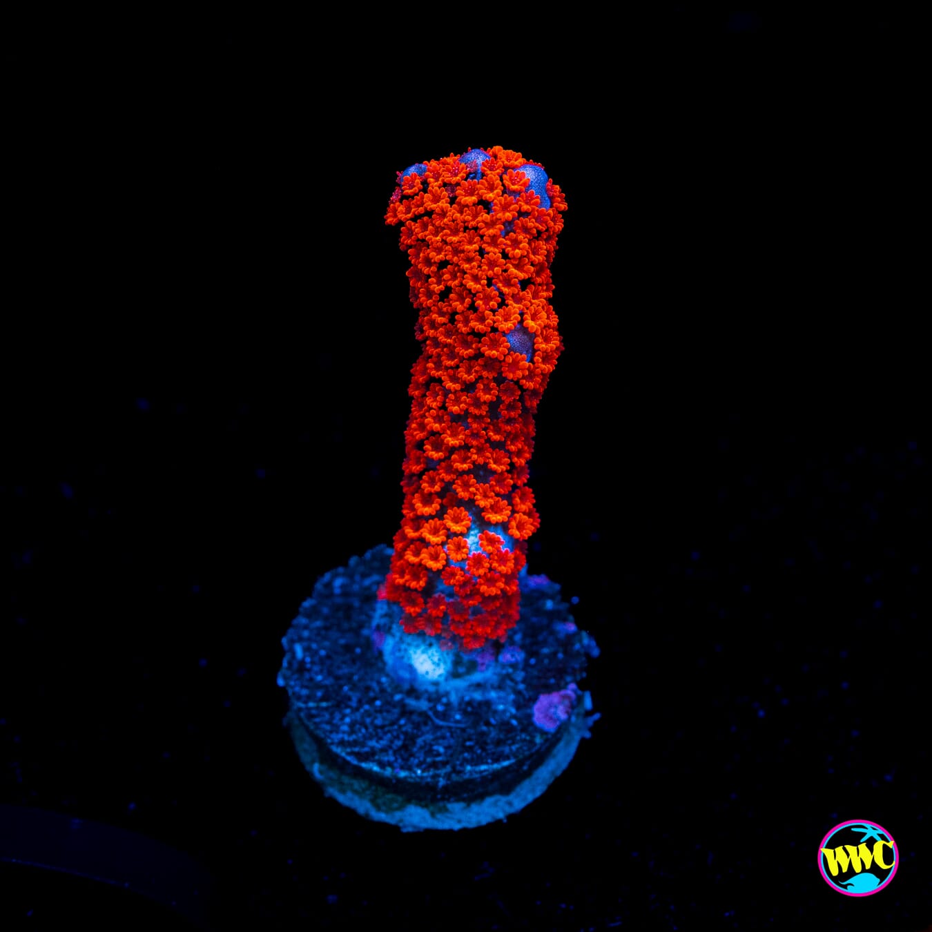 Superman Digitata Montipora