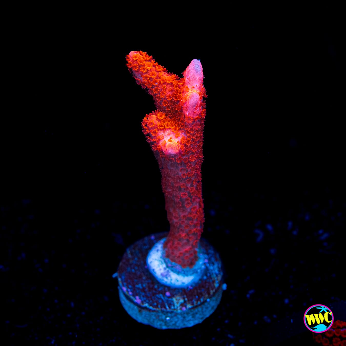 Red Digitata Montipora