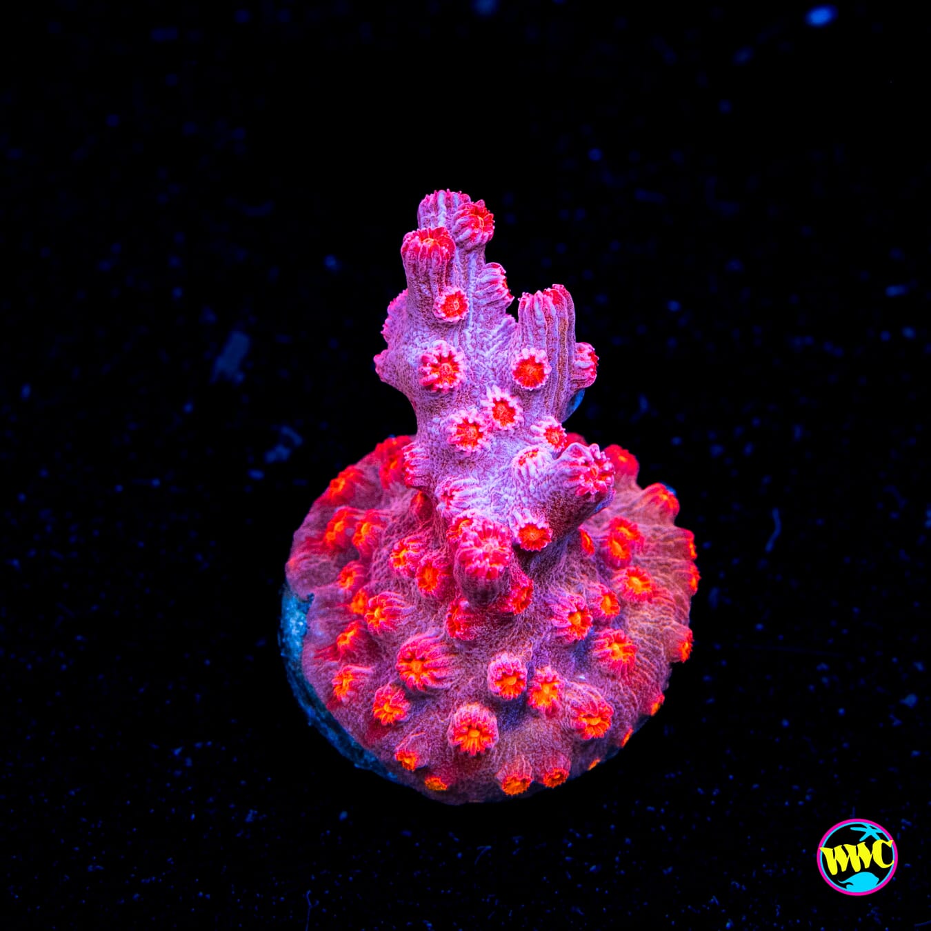 WWC Strawberry Branching Cyphastrea