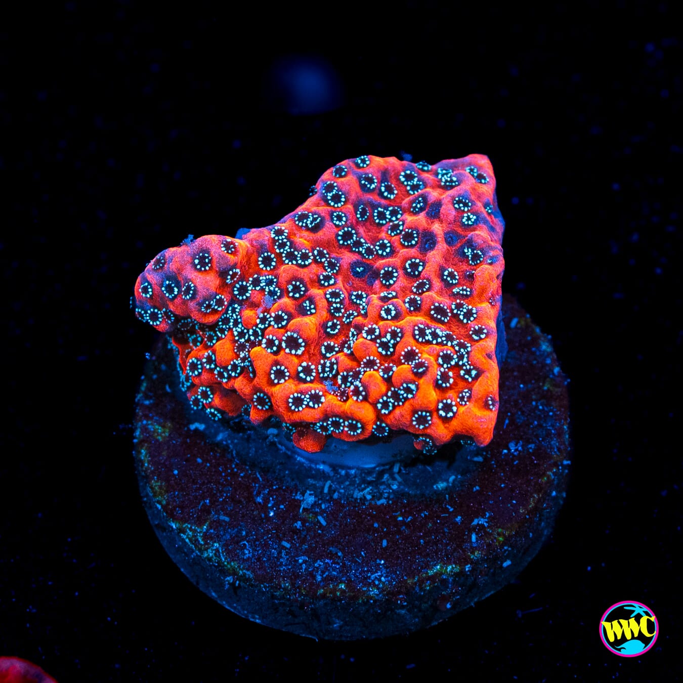 WWC Dragonfruit Montipora