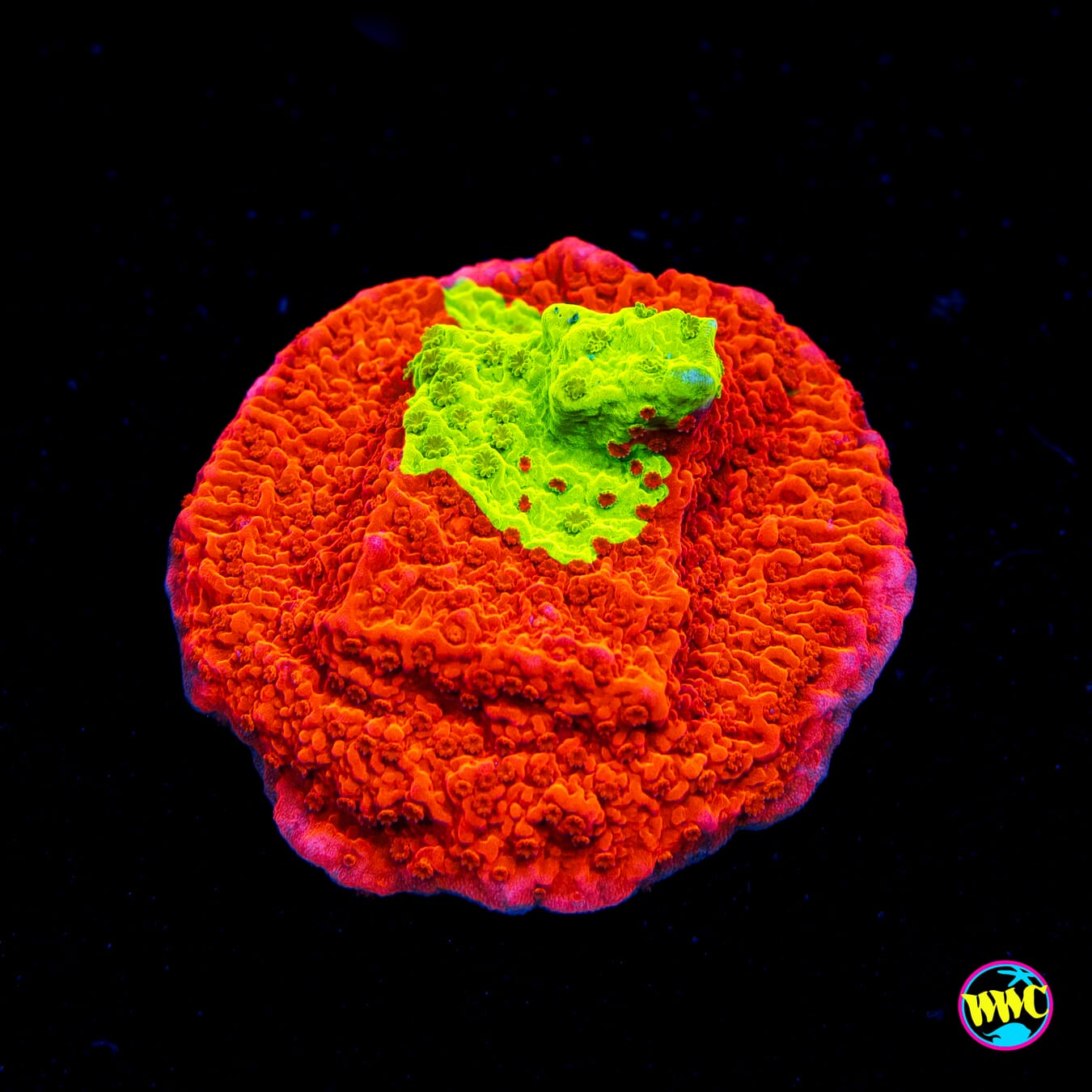 WWC Jaw Breaker Grafted Montipora