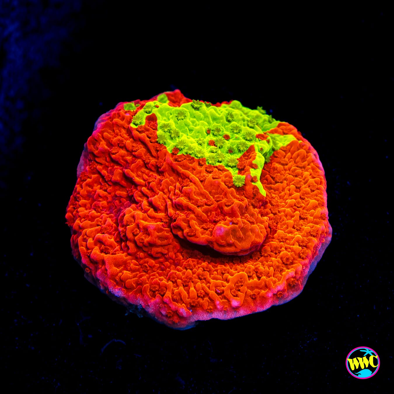 WWC Jaw Breaker Grafted Montipora