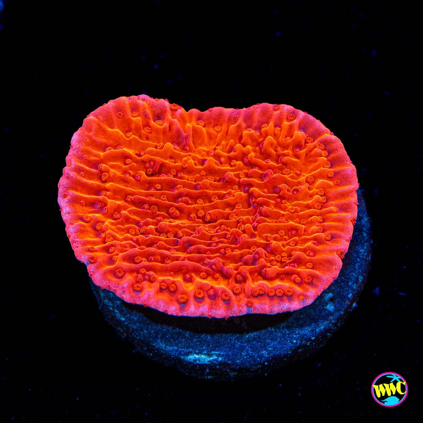 Red Cap Montipora