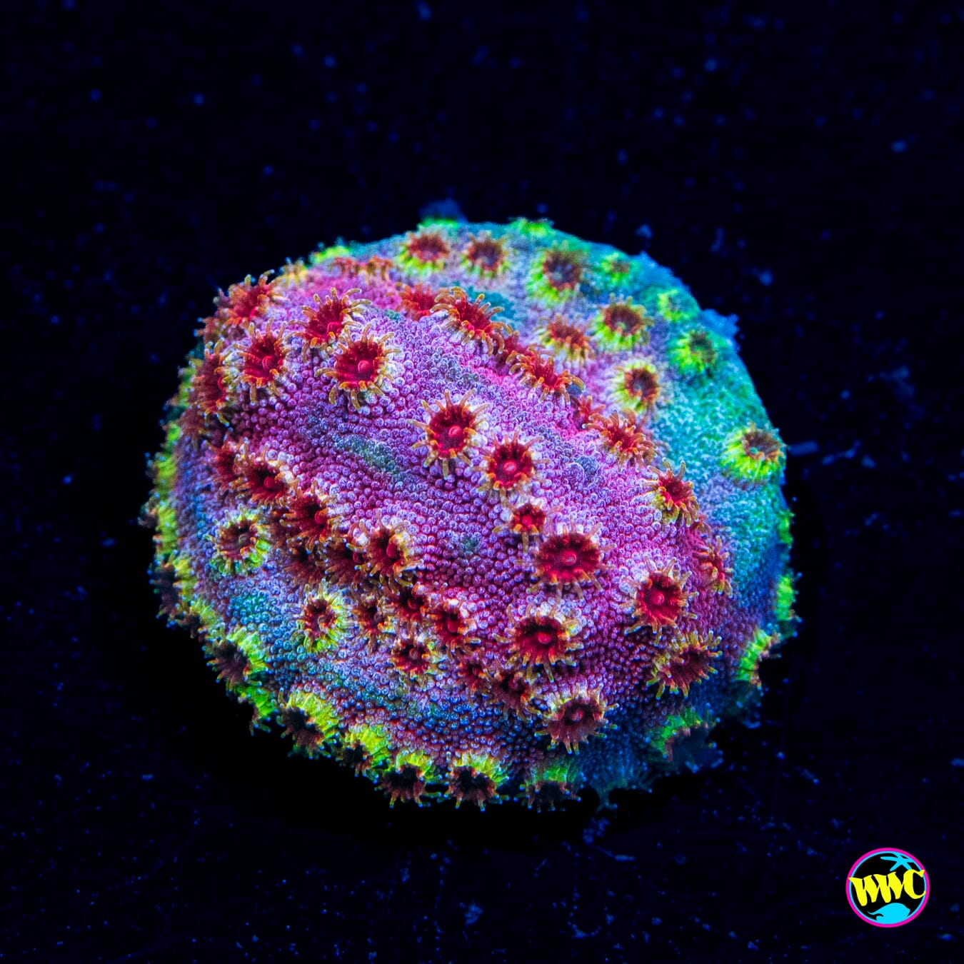 WWC Bronco Berry Cyphastrea