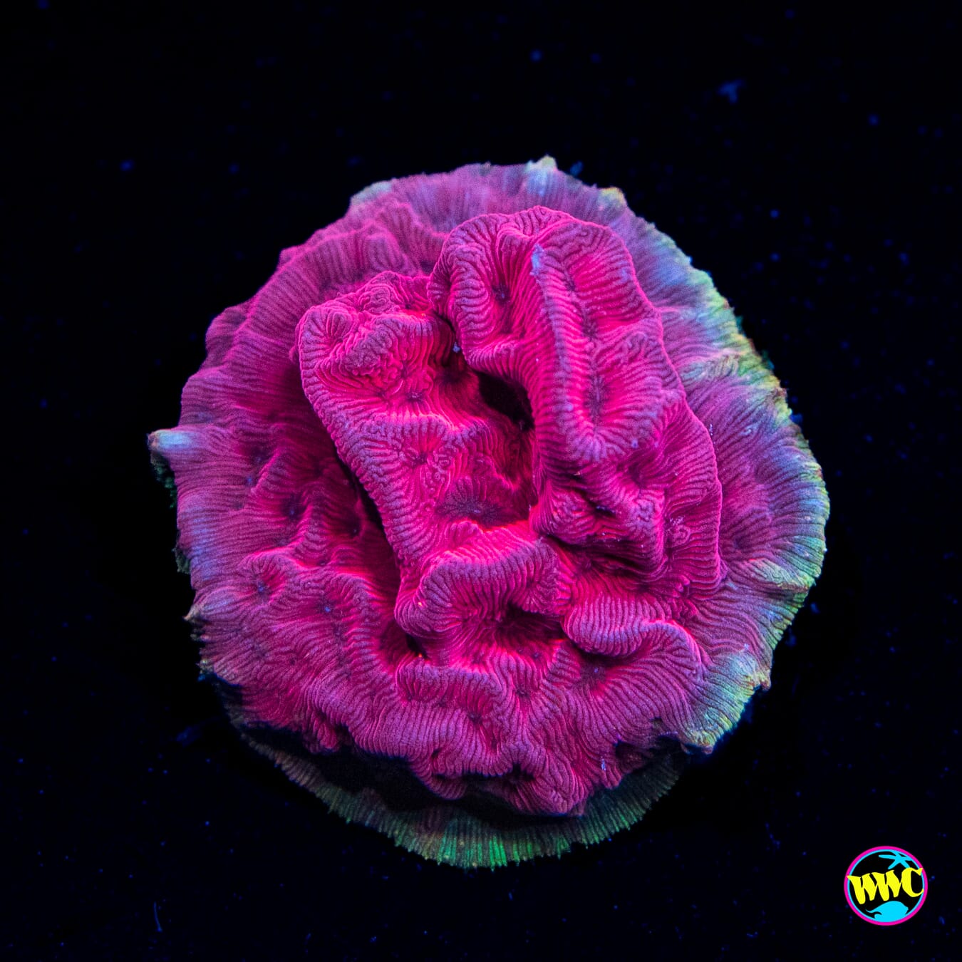 WWC Pink Flamingo Leptoseris