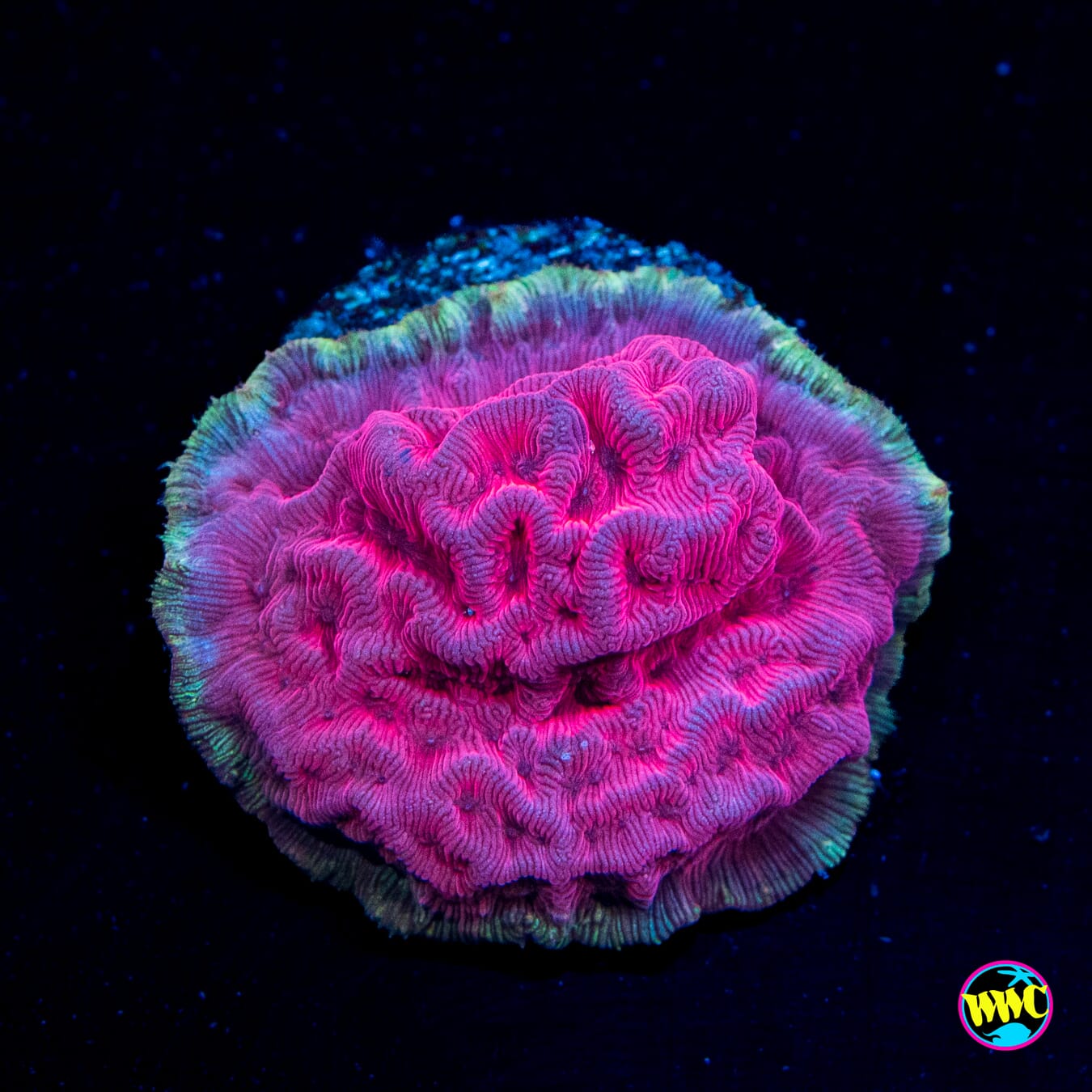 WWC Pink Flamingo Leptoseris