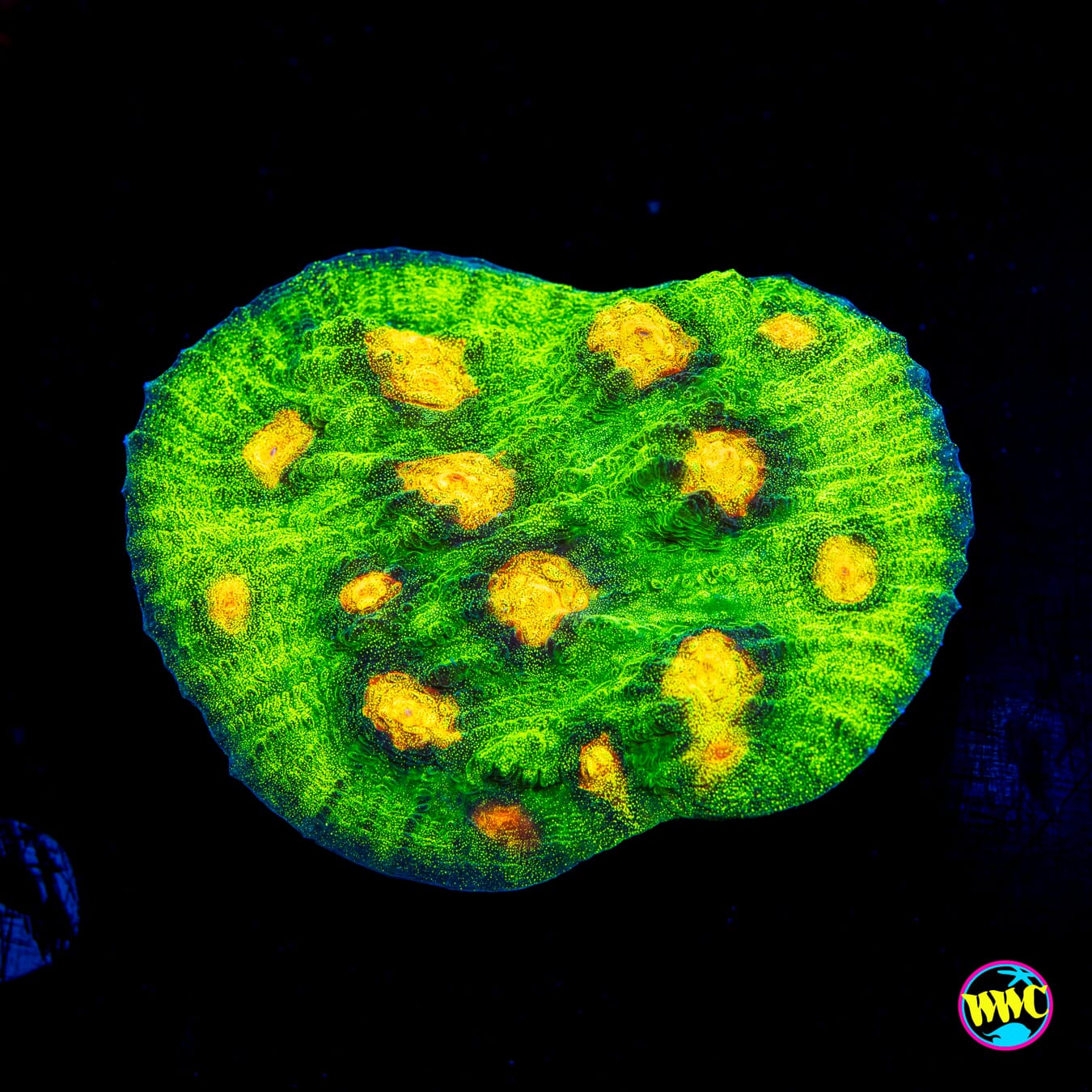 Jason Fox Raja Rampage Chalice