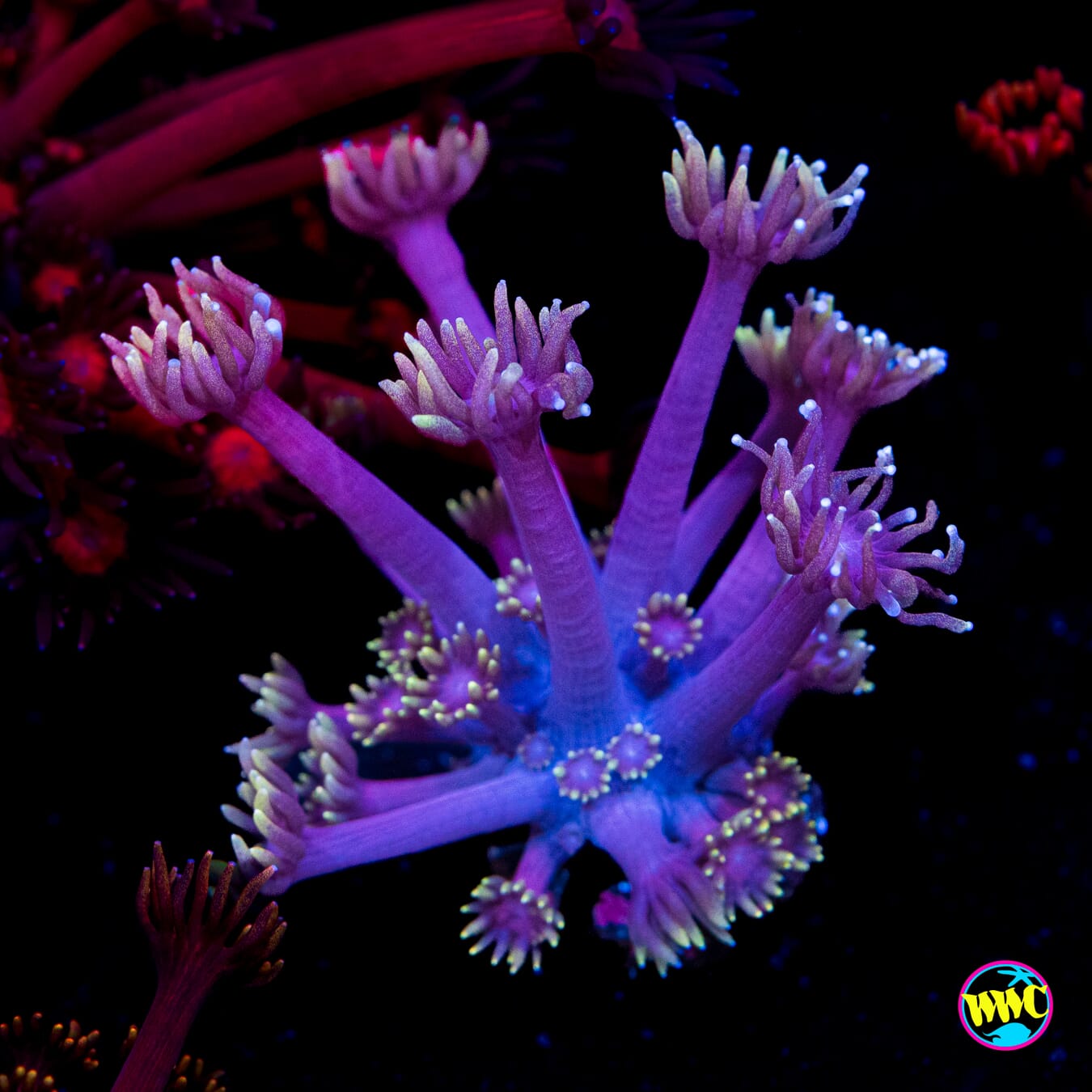 Purple Pastel Goniopora