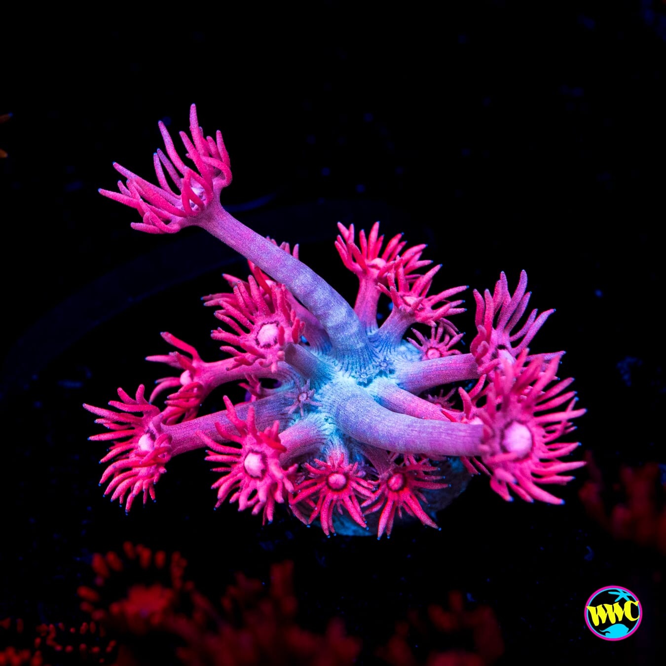 WWC Scortching Pink Lady Goniopora