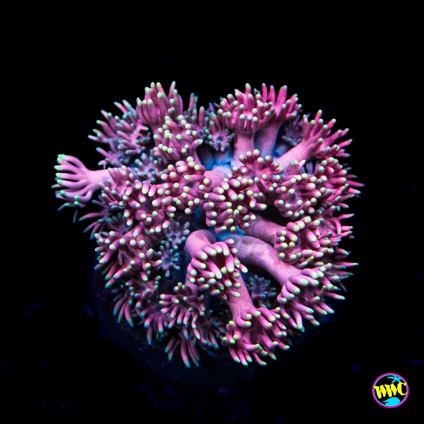 Pink Me Up Goniopora