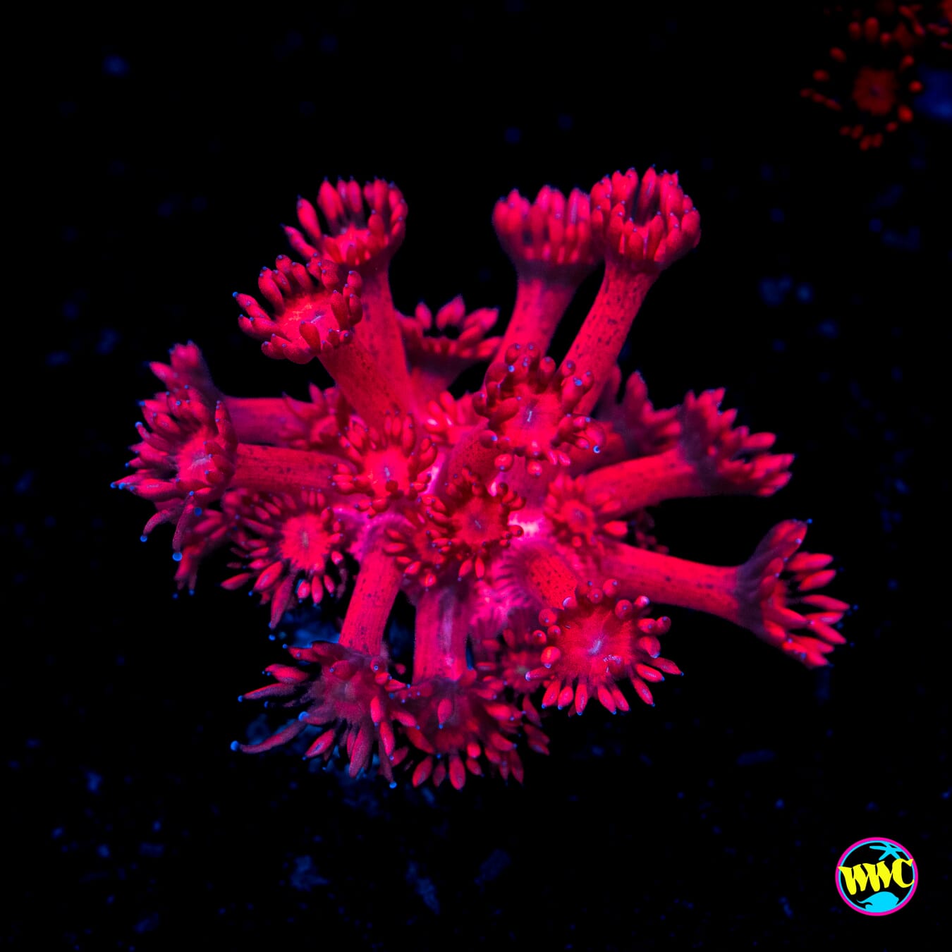WWC Cherry Red Goniopora