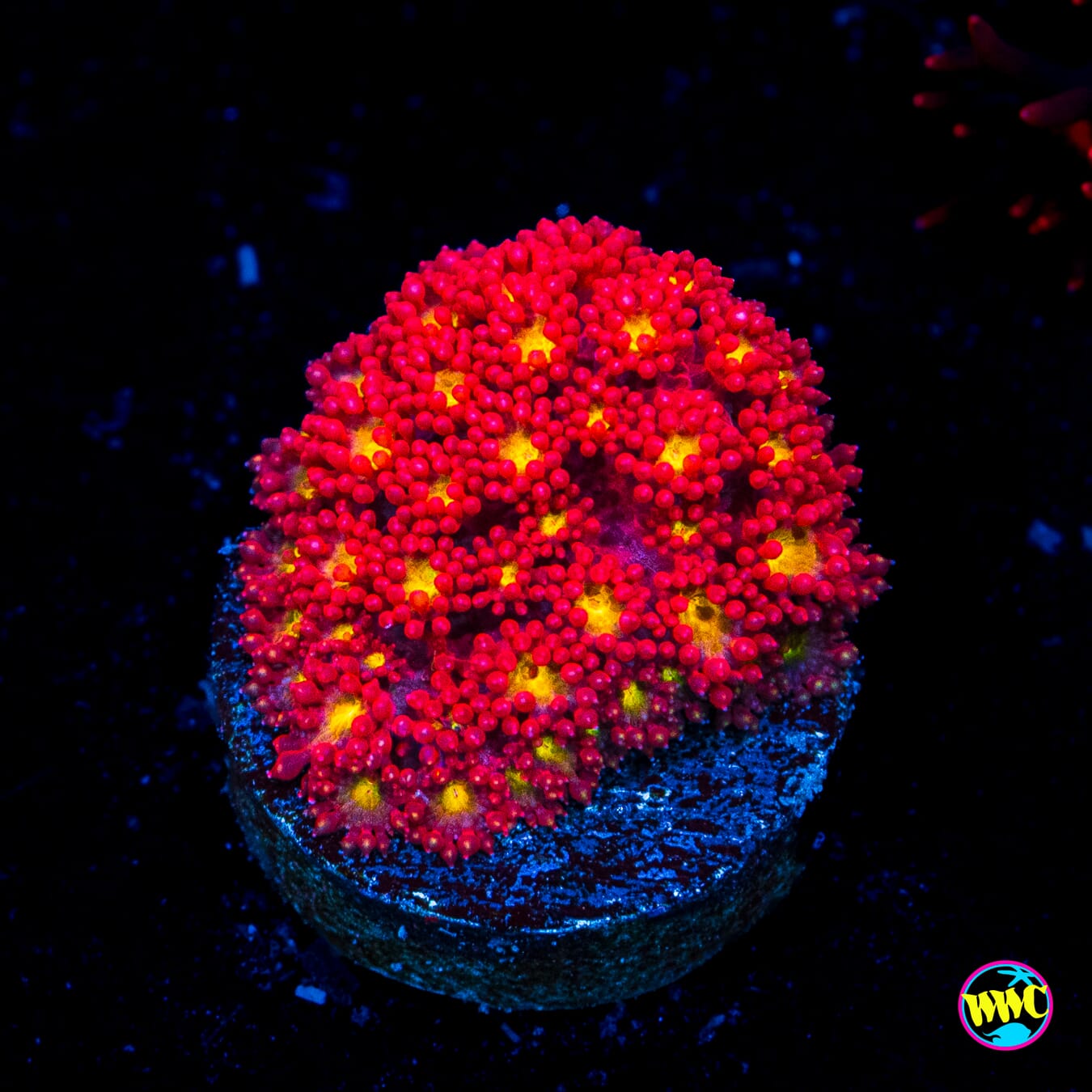 WWC Fruit Loopz Micro Goniopora