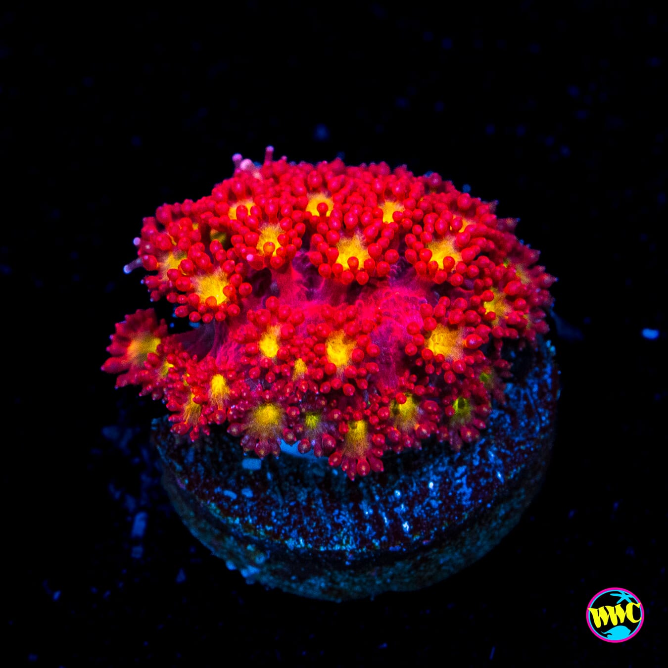 WWC Fruit Loopz Micro Goniopora