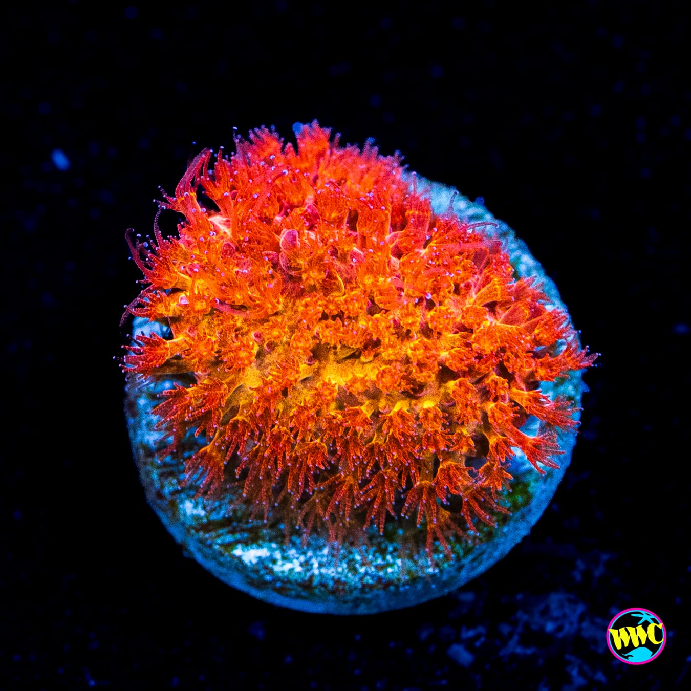 WWC Crimson Stylocoeniella