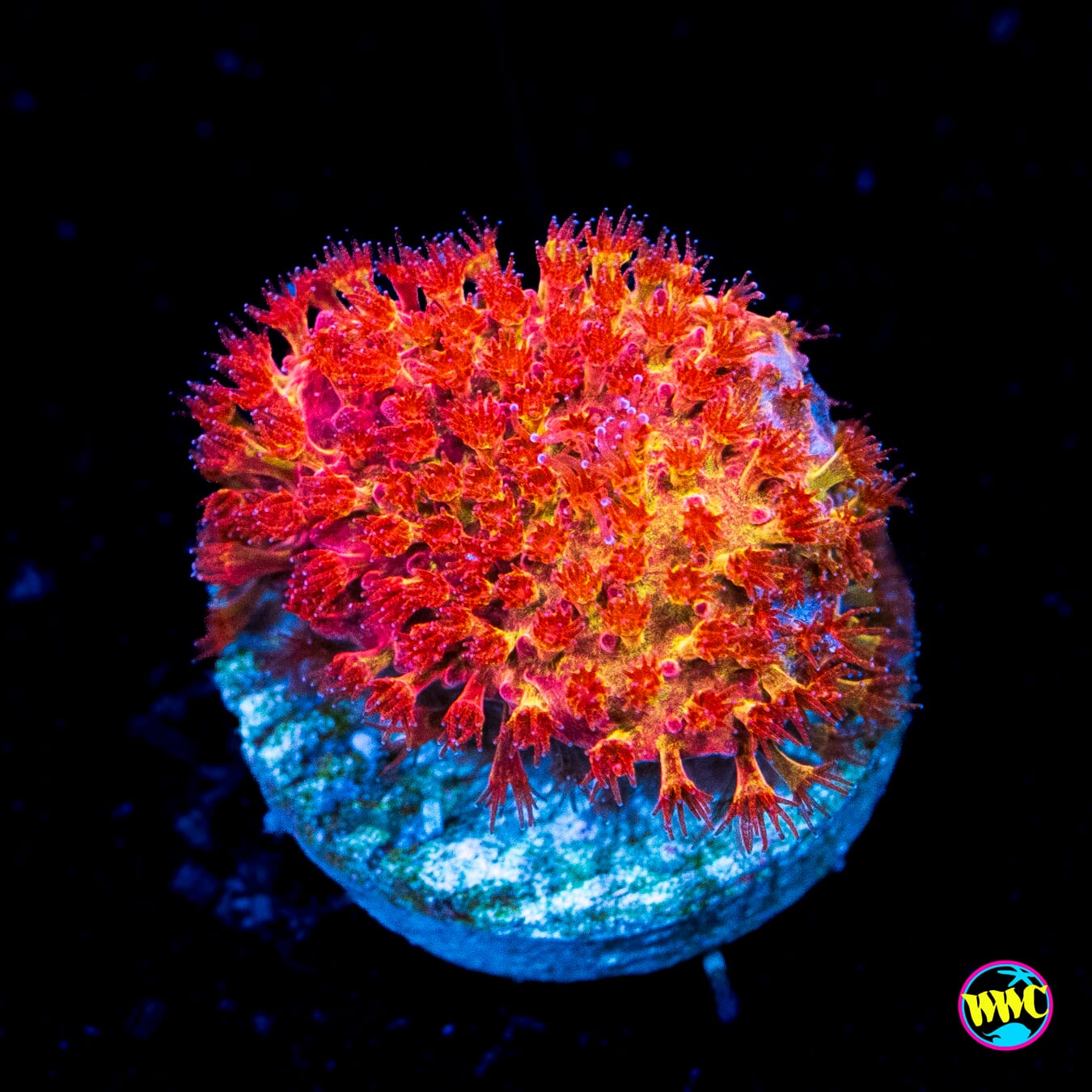 WWC Crimson Stylocoeniella