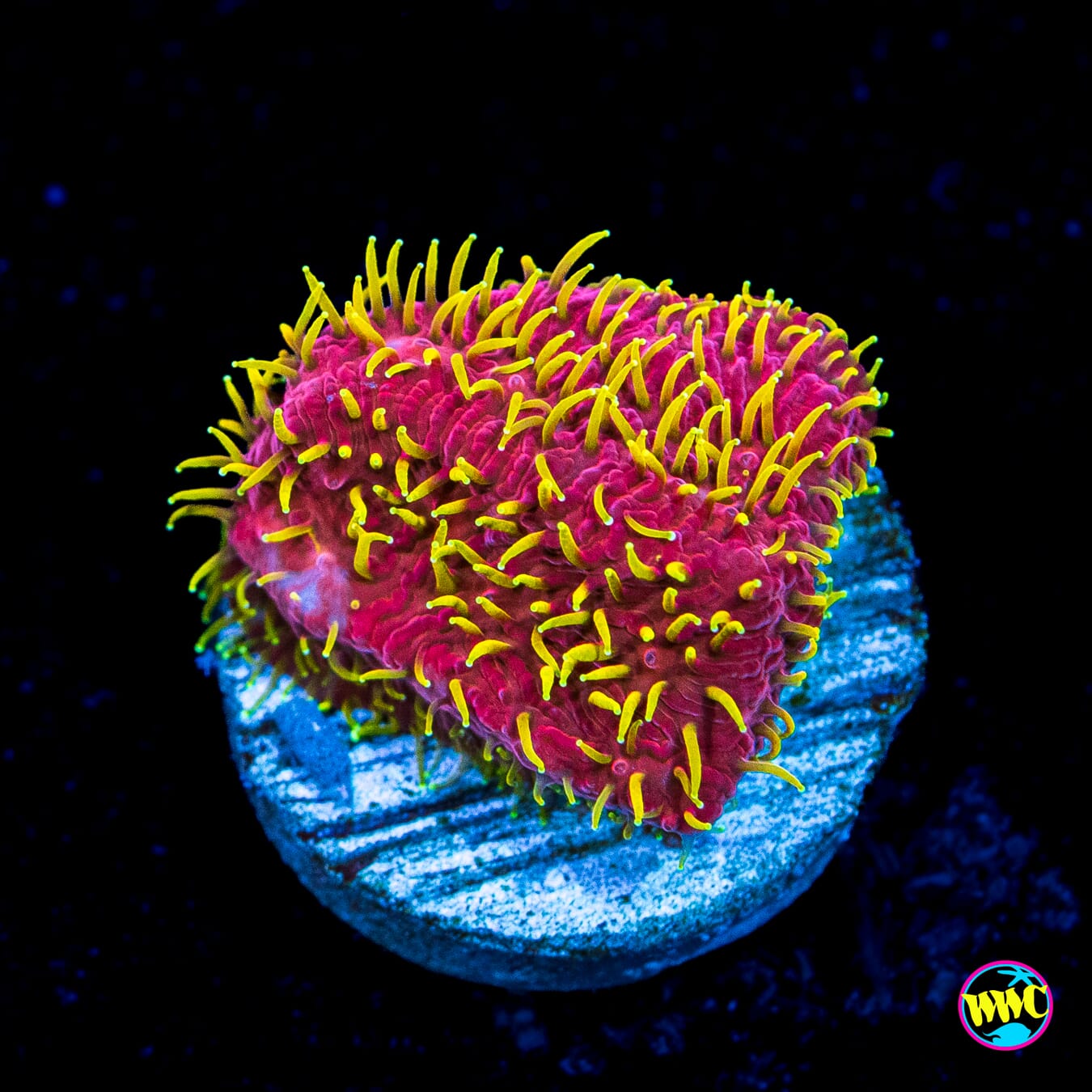 Jason Fox Freak Hair Lithophyllon