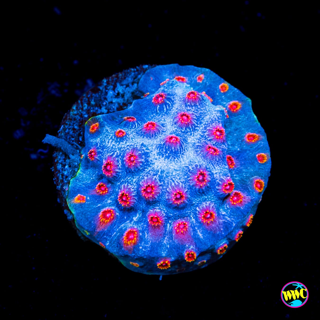 WWC Mystique Cyphastrea