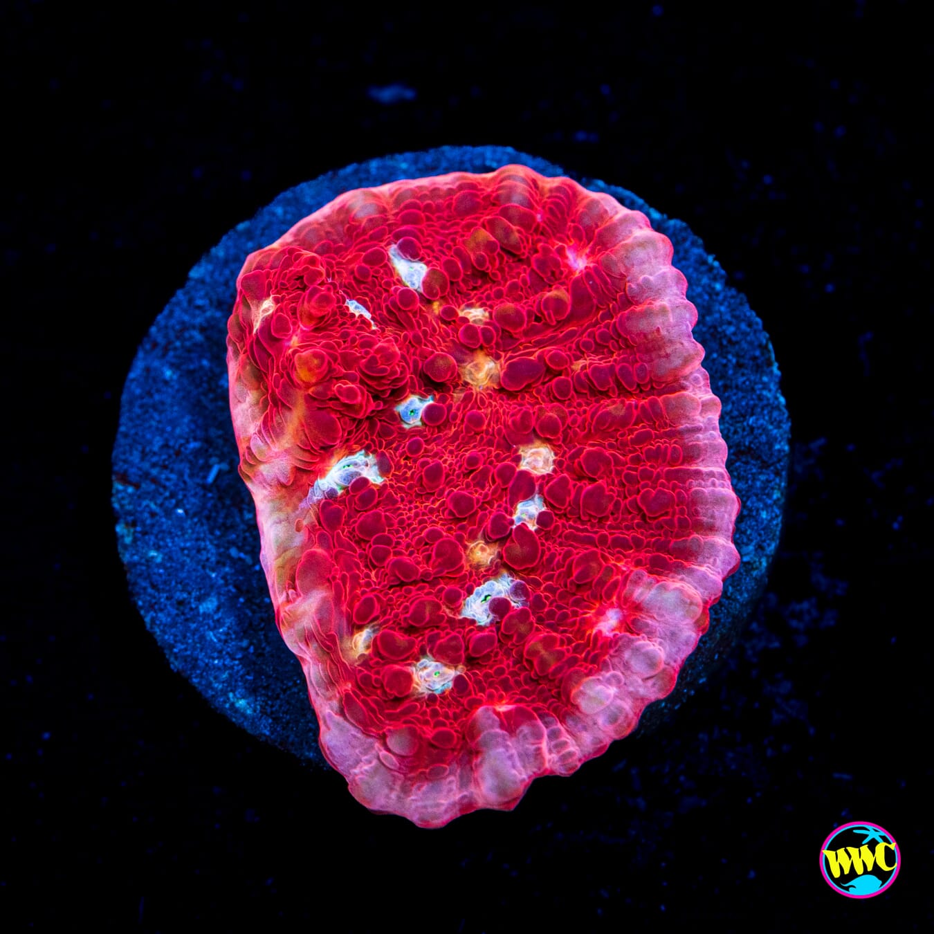 WWC Scarlet Ninja Chalice