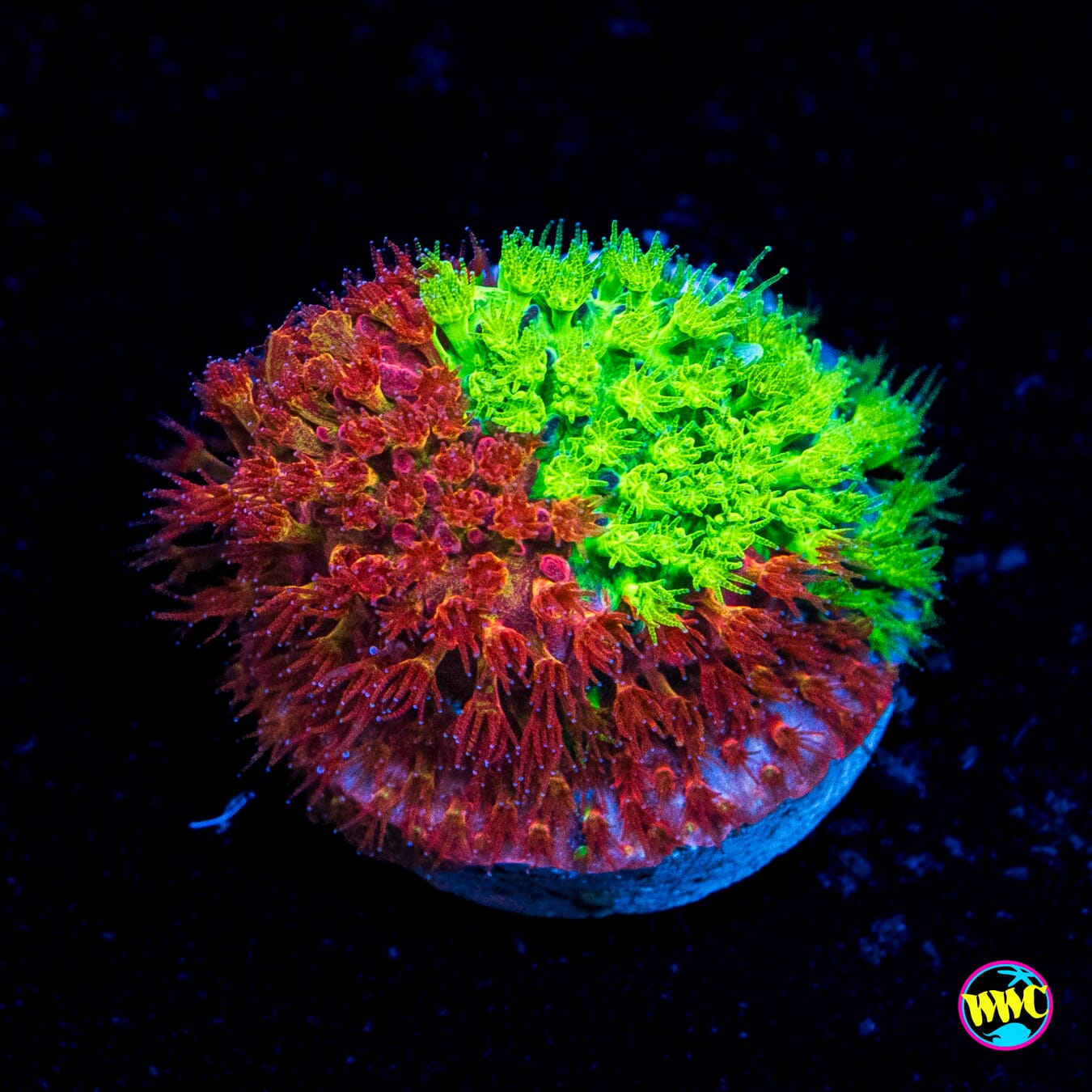 WWC Two Face Stylocoeniella