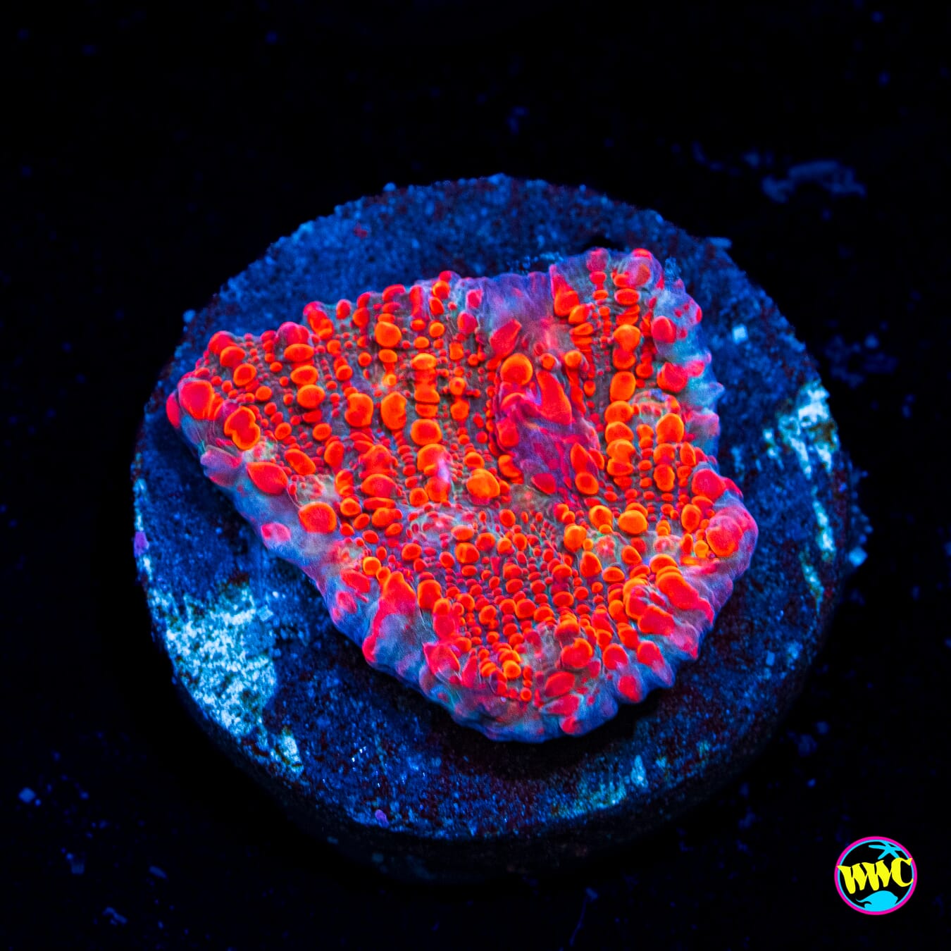 WWC Cherry Garcia Chalice