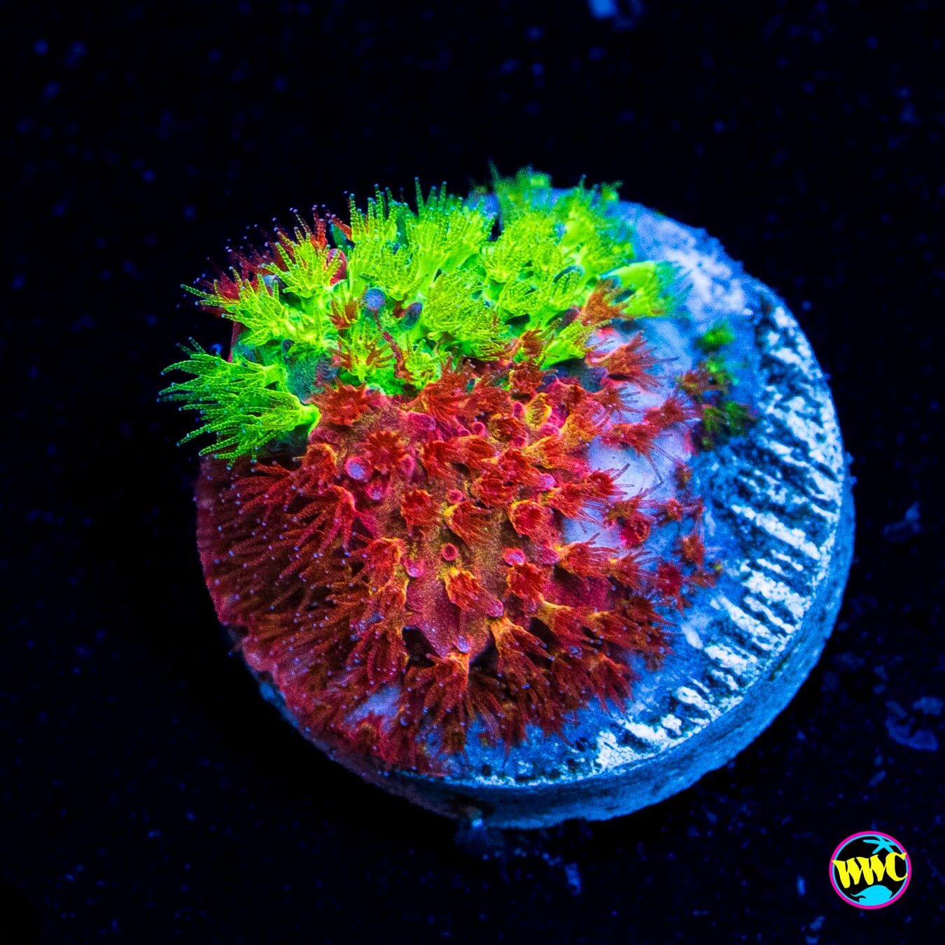 WWC Two Face Stylocoeniella