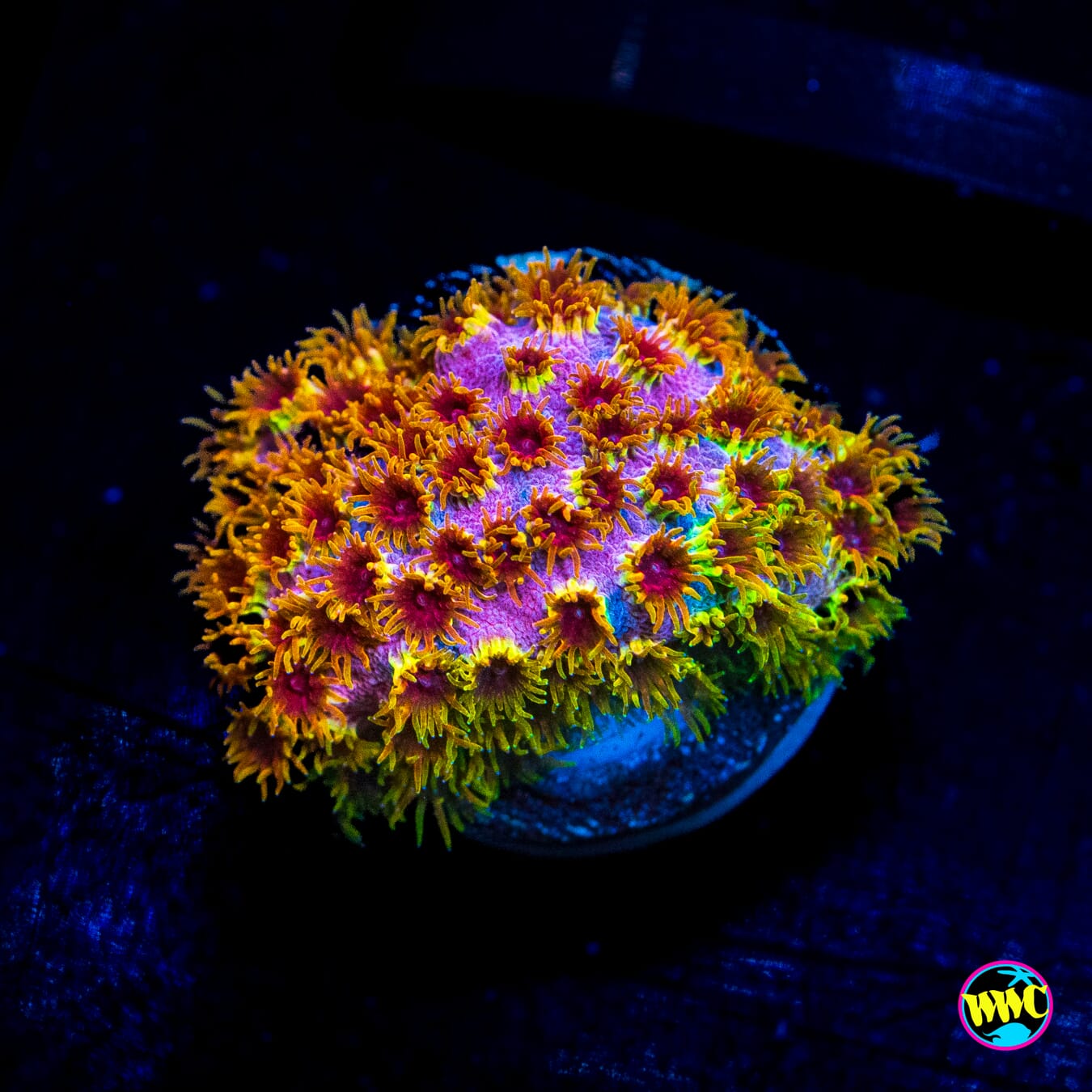 WWC Skittlez Bomb Cyphastrea