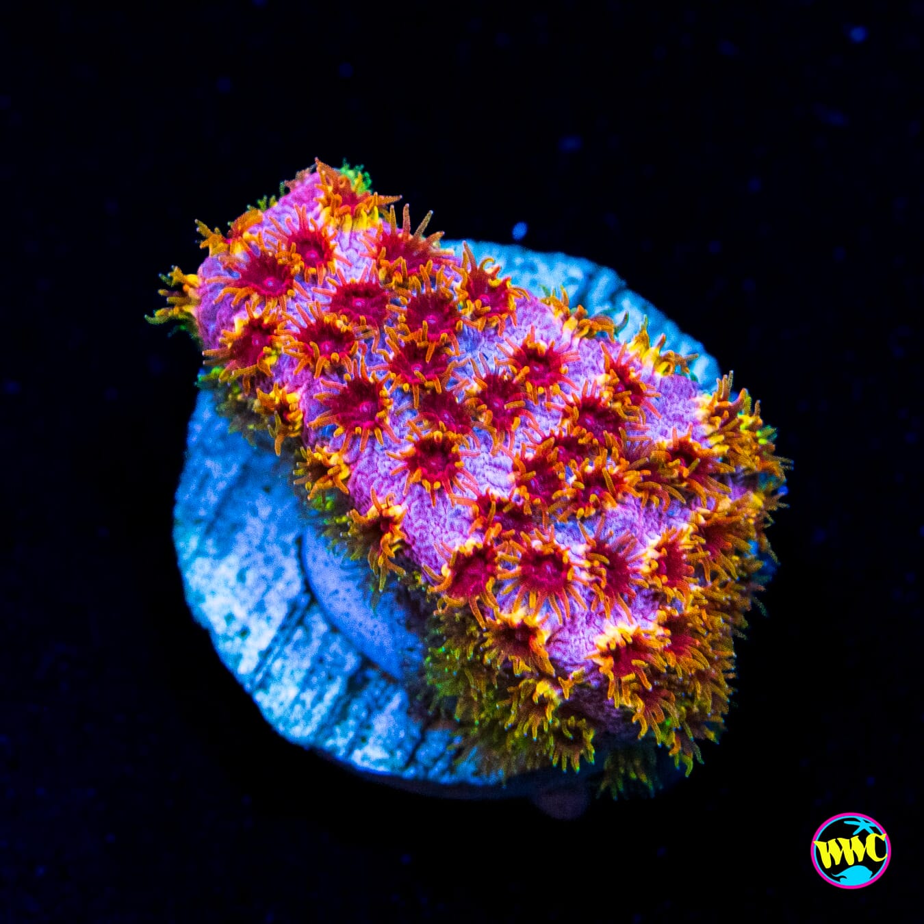 WWC Skittlez Bomb Cyphastrea