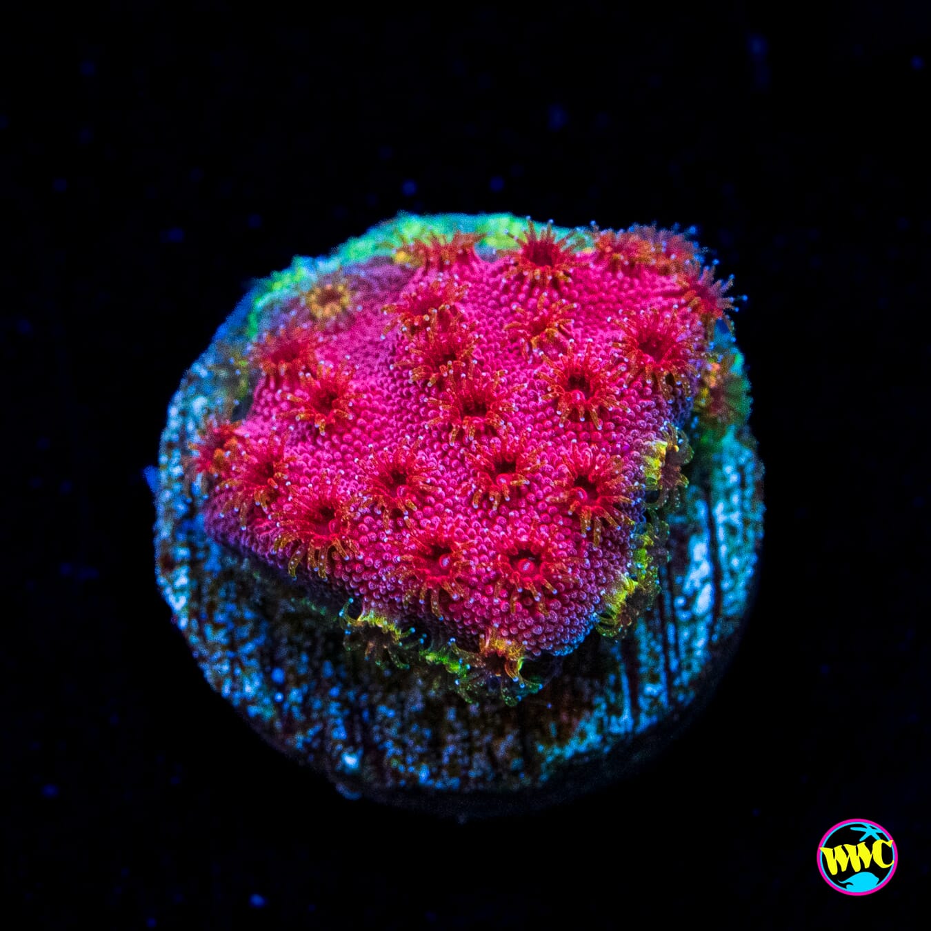 WWC Bronco Berry Cyphastrea