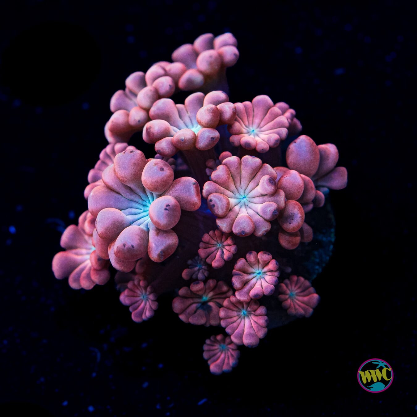 WWC Rose Hologram Alveopora