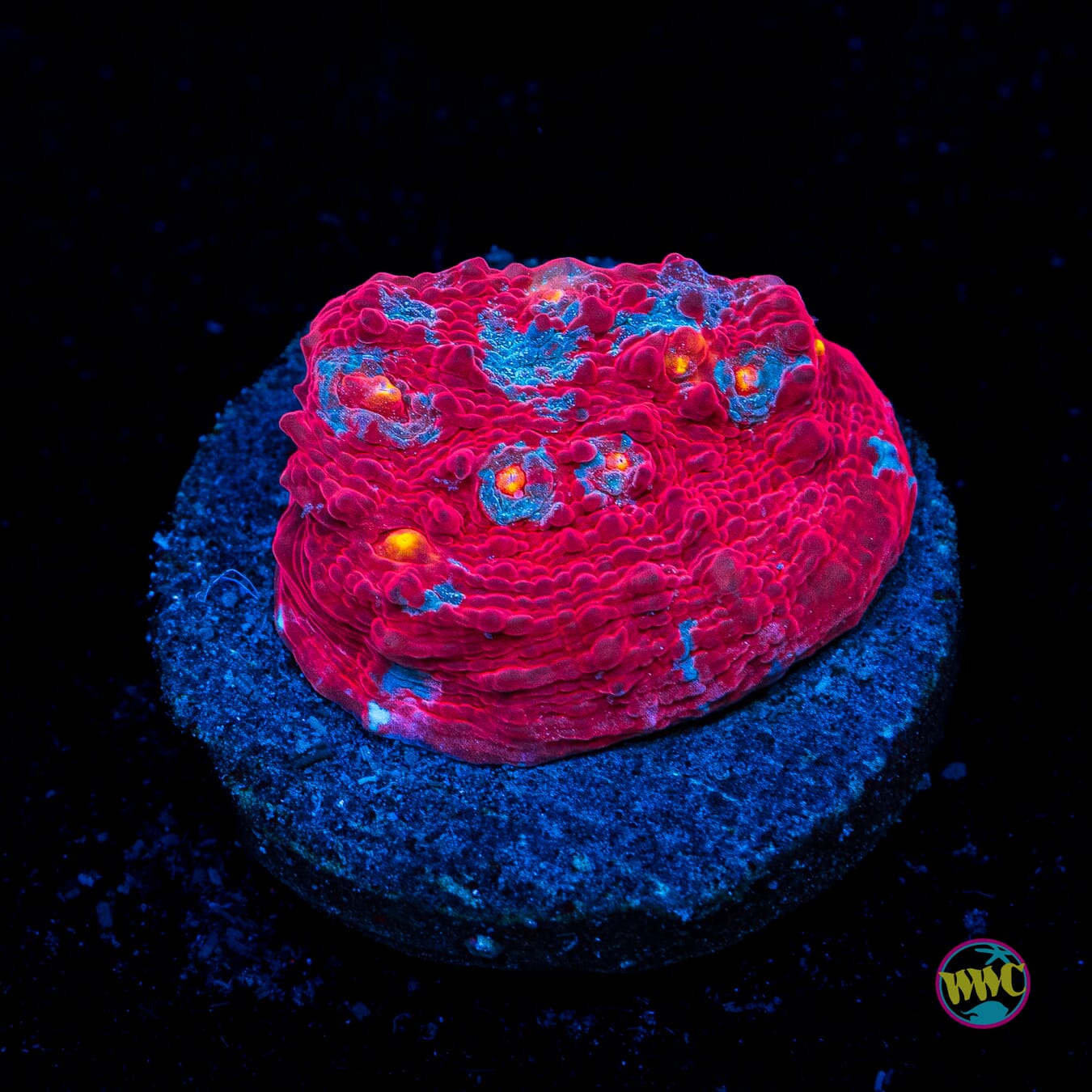 WWC Frosted Fire Chalice