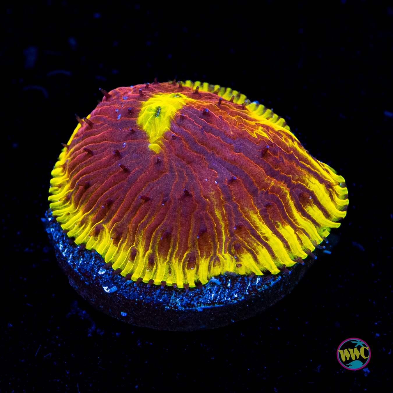 WWC Henchman Diaseris Plate Coral