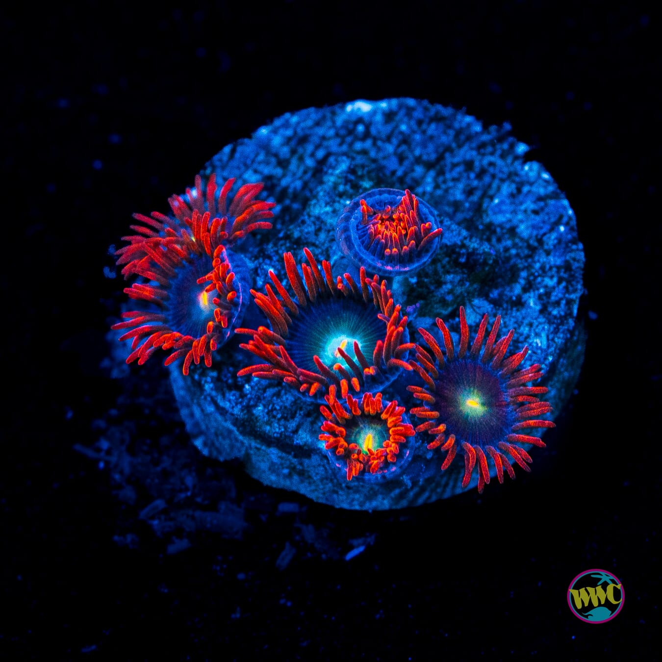 WWC Wildfire Zoanthids