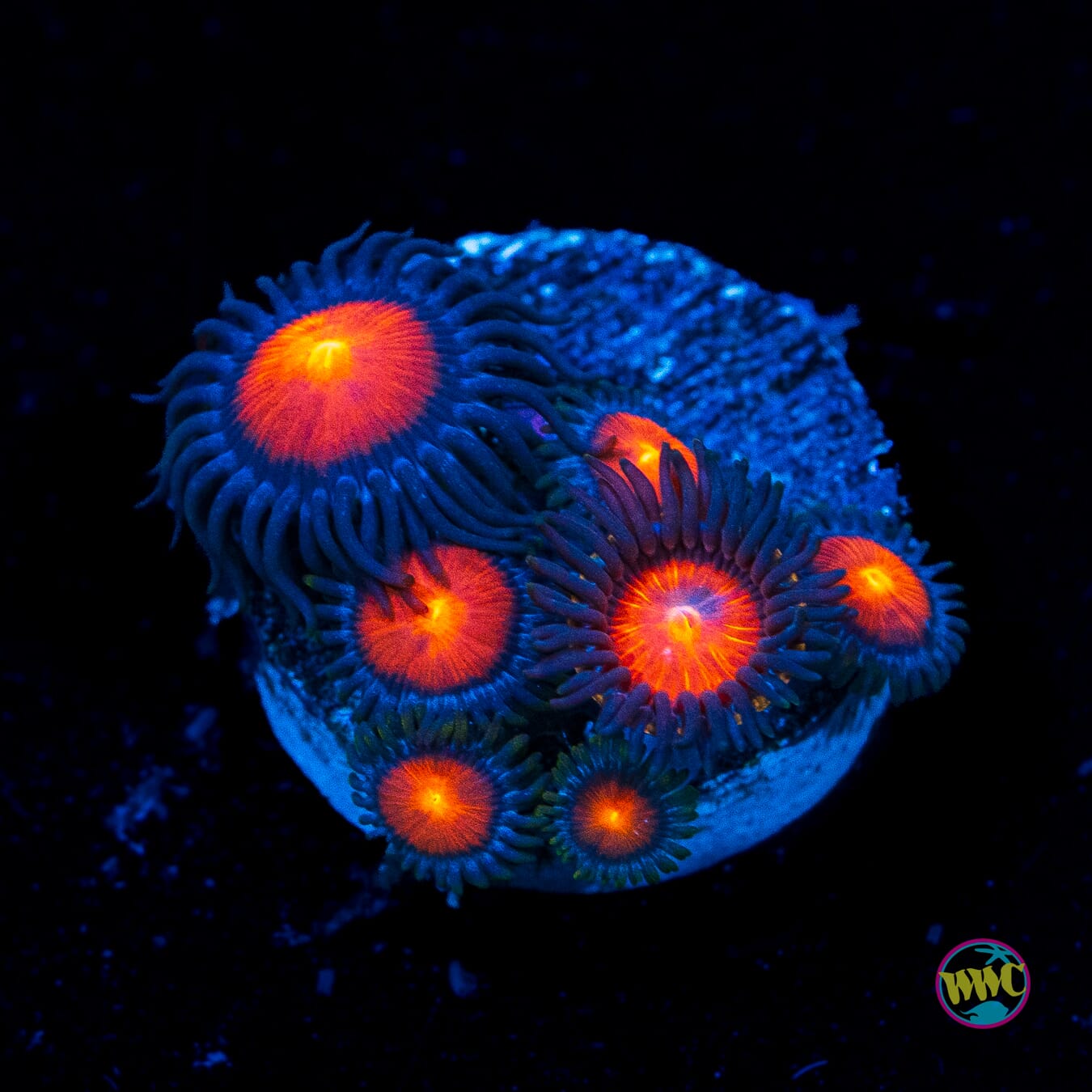 WWC Burning Mans Zoanthids