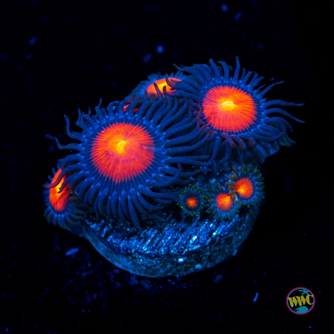 WWC Burning Mans Zoanthids