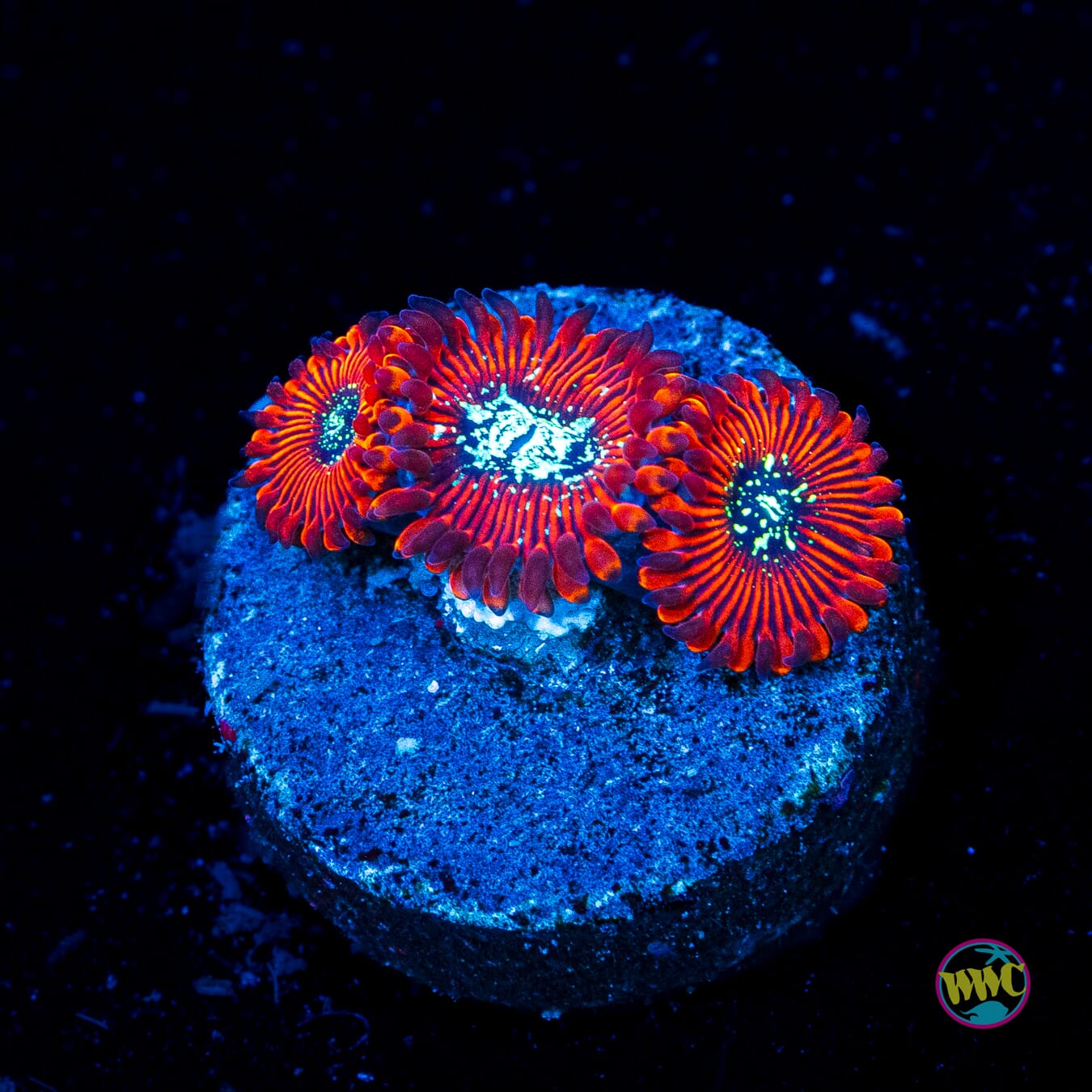 Magicians Zoanthids