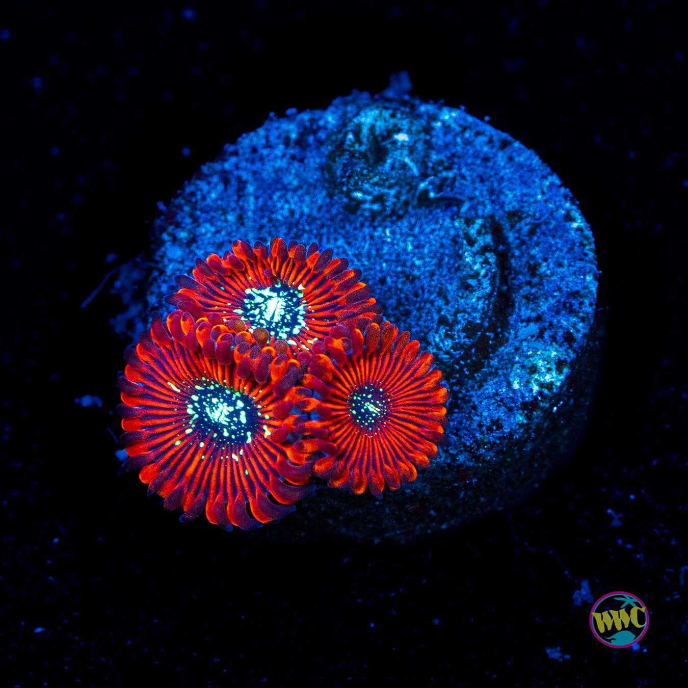 Magicians Zoanthids