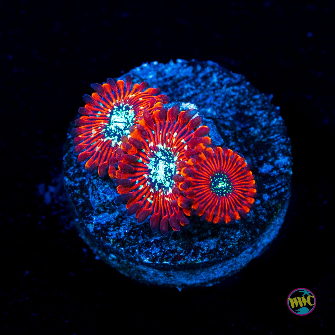 Magicians Zoanthids