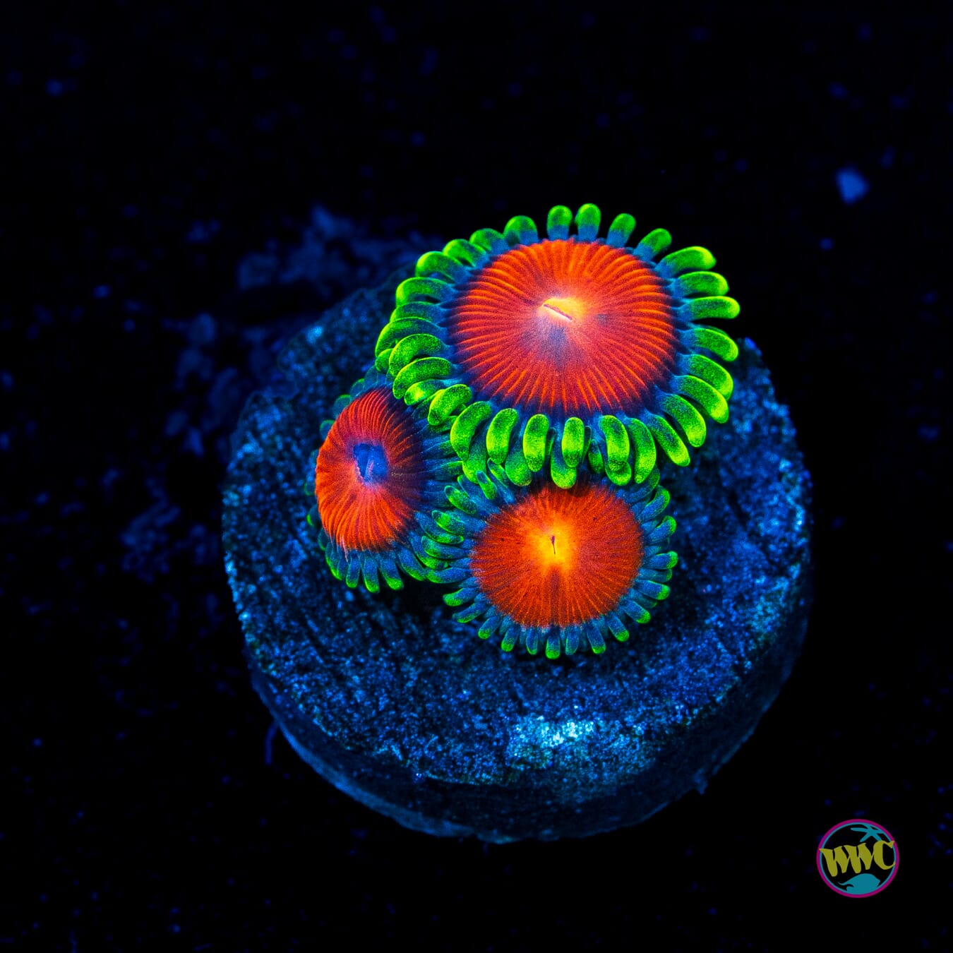 WWC Elemental Fury Zoanthids