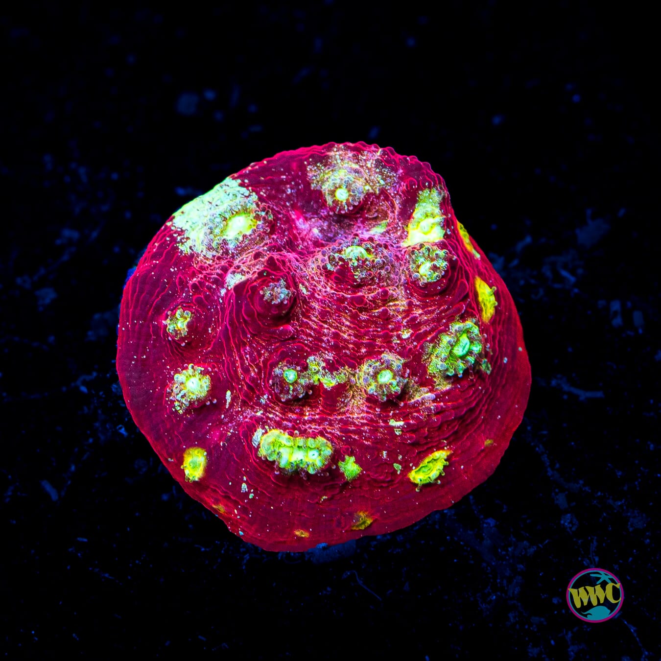 Marvin the Martian Chalice