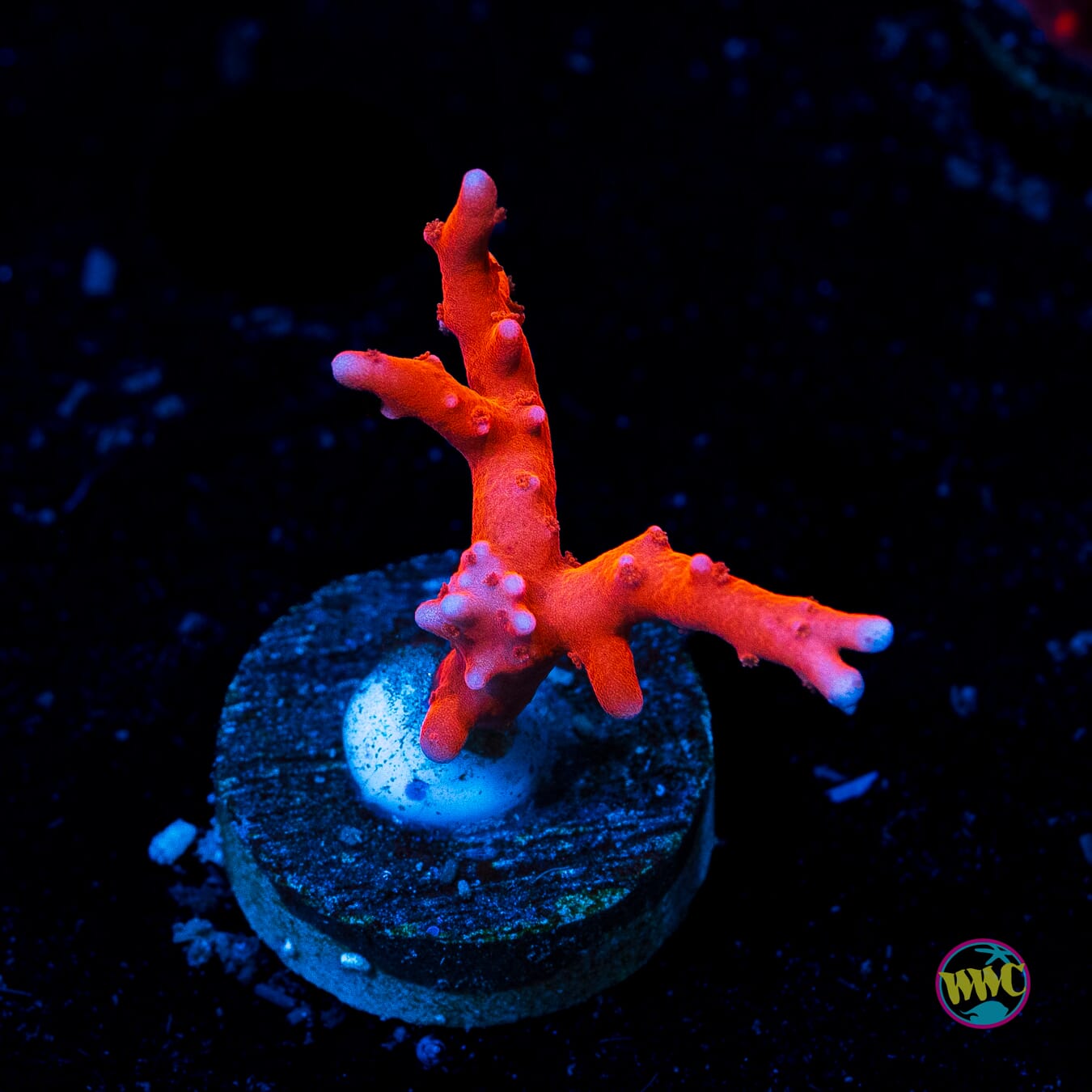 Jason Fox TNT Anacropora