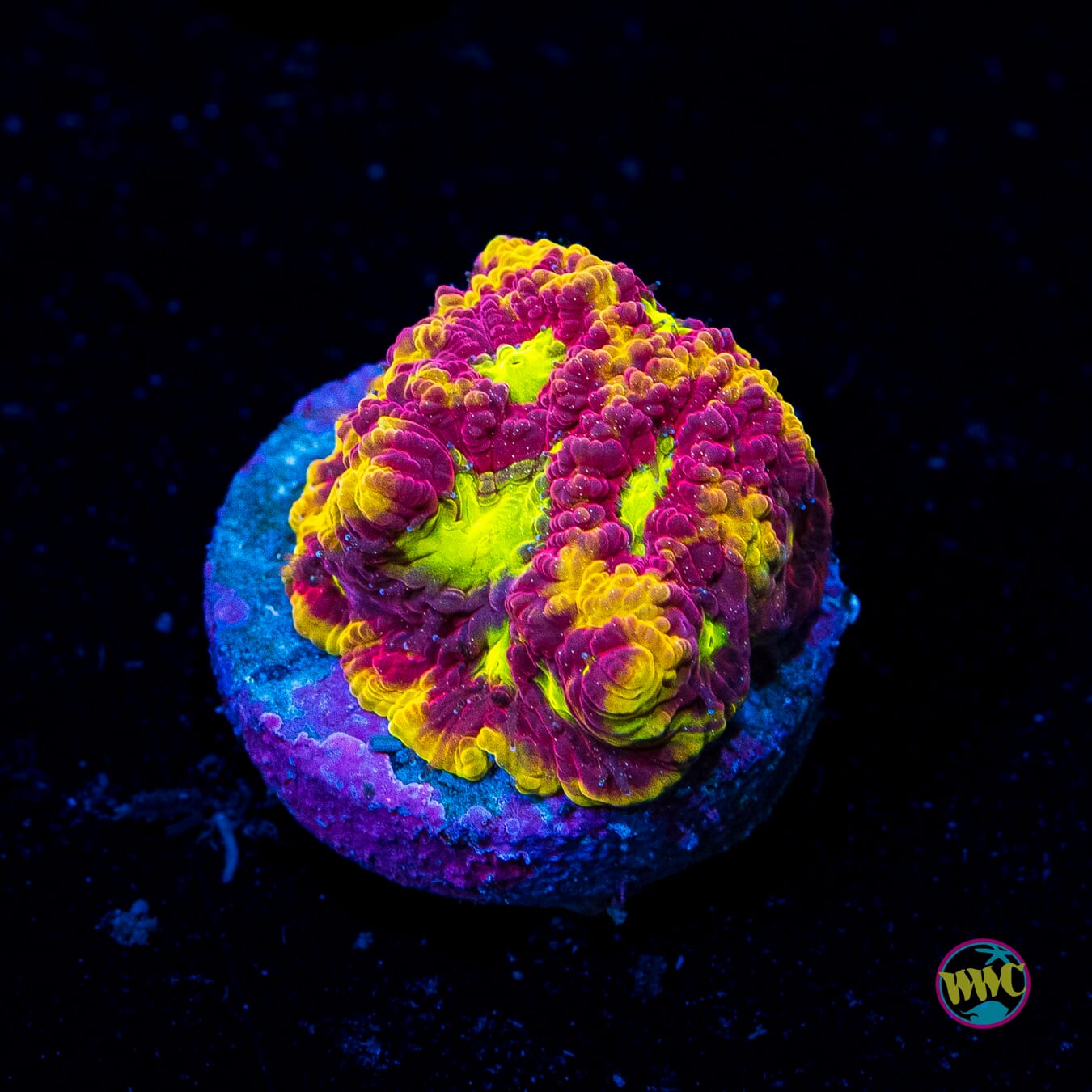 WWC Blood Diamond Favites