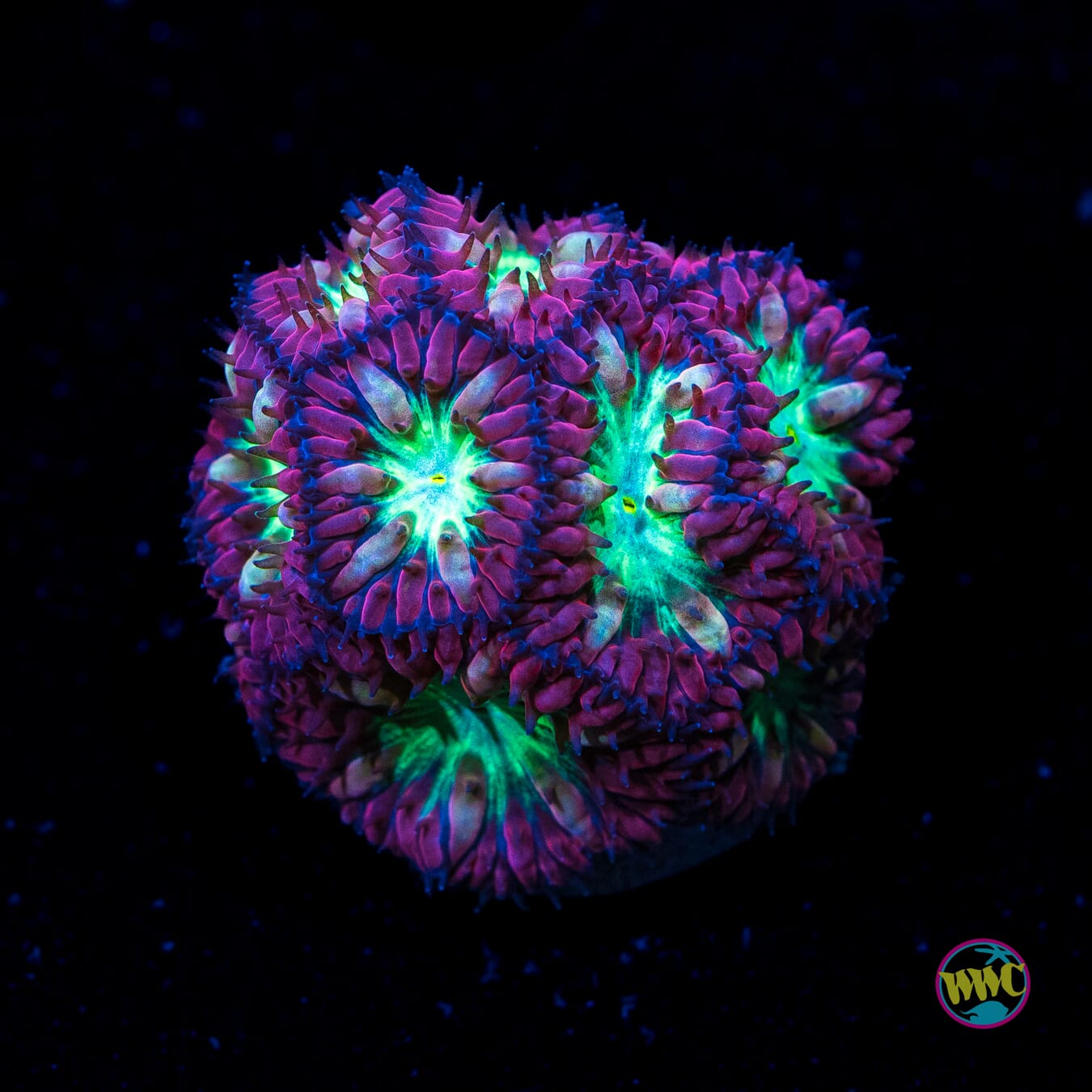 WWC Twilight Merletti Blastomussa