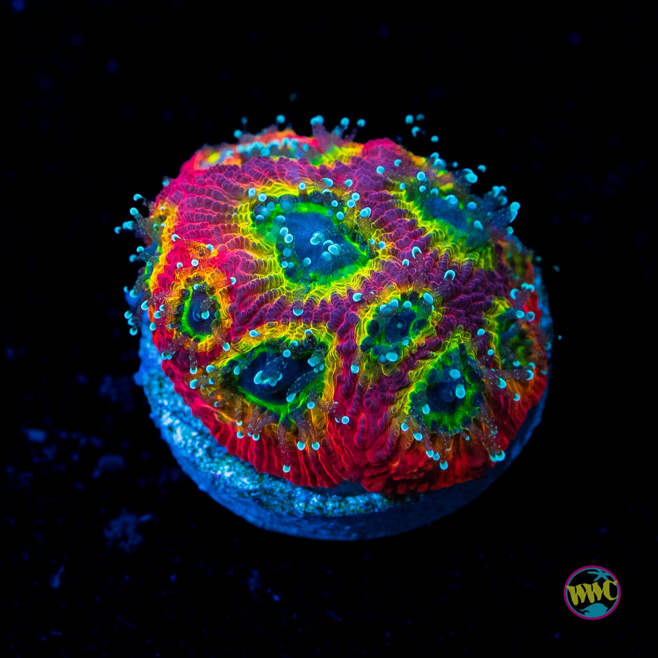 Jason Fox Sector 001 Favites