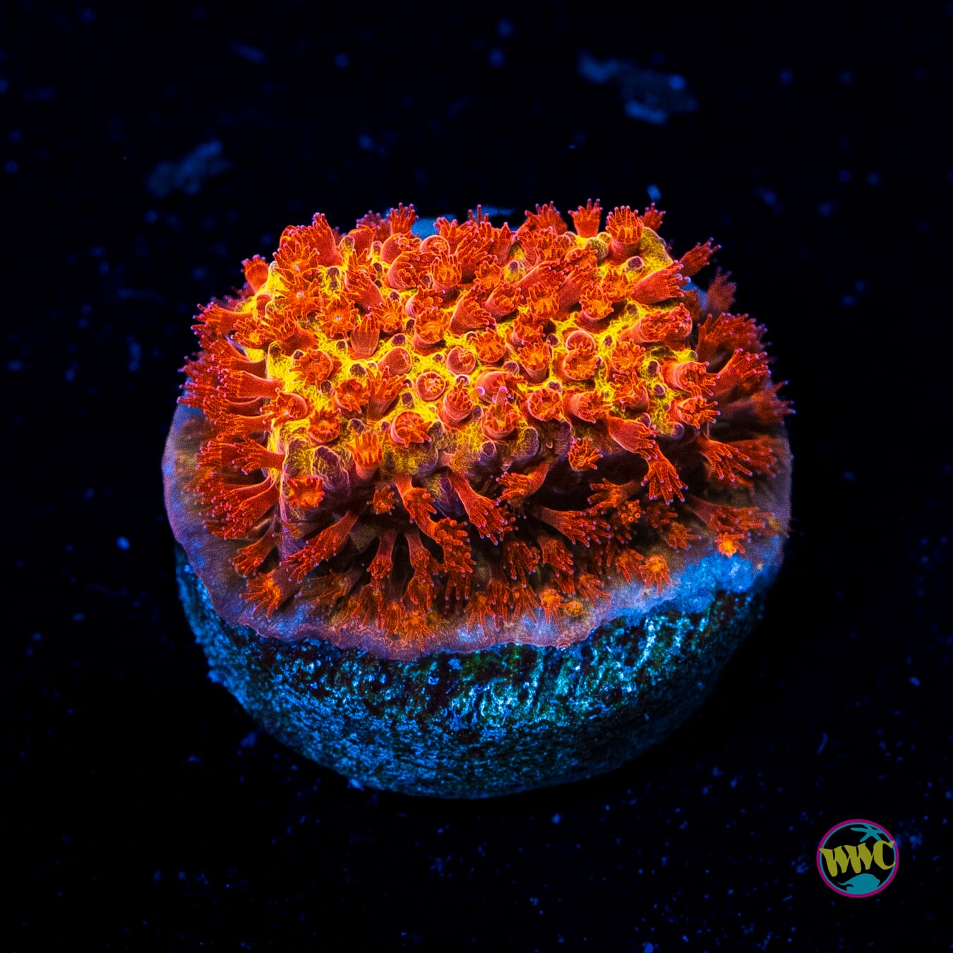 Jason Fox Burning Banana Stylocoeniella